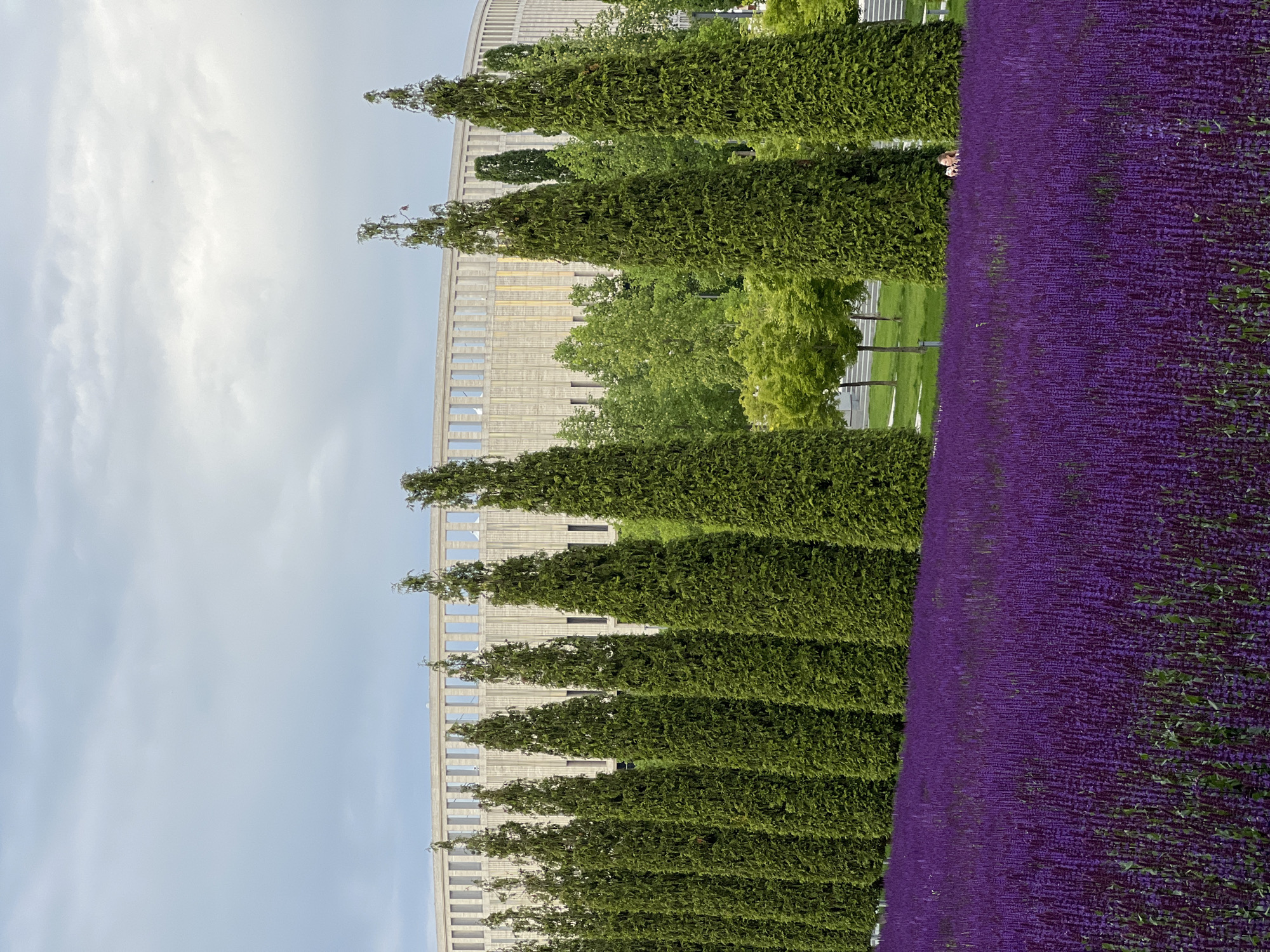 The image shows a landscape featuring rows of purple flowers to the right, with tall, thin, green trees lining the left side. Behind the trees is a building with a beige facade and a pattern of windows. In the background, more trees and grass can be seen. The sky is overcast with light clouds. The location is likely a park or garden in Krasnodar, Russia, as indicated by the presence of purple flowers and the architectural style of the building. No people are visible in the image.