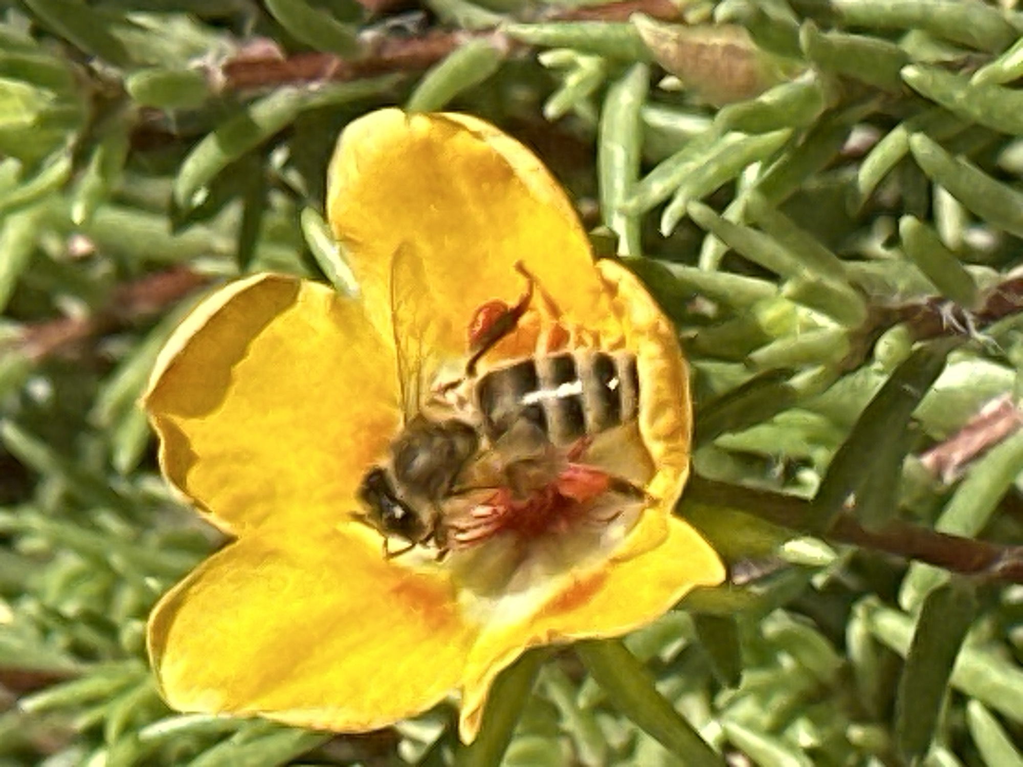 A close-up, high-angle shot captures a bee nestled within a vibrant yellow flower, its petals unfurling outwards. The bee is dark-bodied with lighter stripes across its abdomen, its fuzzy legs tucked in as it appears to be collecting pollen. Red-orange stamens are visible deep within the flower's center. The background is a blur of green foliage, suggesting an outdoor setting. No specific location within Luhansk, Ukraine is identifiable from the image.