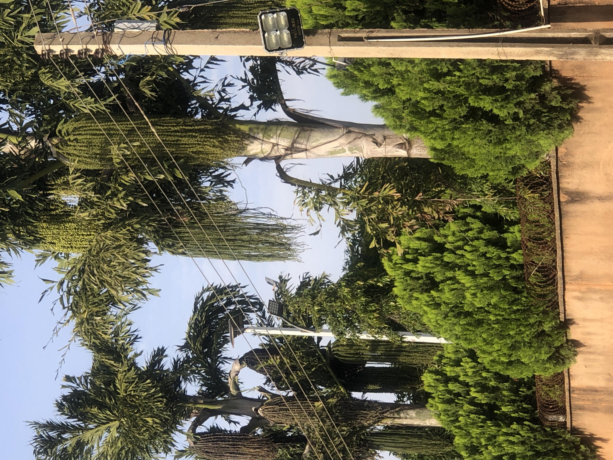 In Bar Jirgi Summa, Nigeria, a scene unfolds featuring lush green foliage dominated by palm trees with long, cascading fronds and dense, manicured bushes lining a terracotta-colored wall. A concrete utility pole stands prominently on the right, supporting electrical wires and a security light fixture. The sky above is a clear, pale blue. The foreground reveals a segment of the wall topped with coiled barbed wire, signifying a boundary.