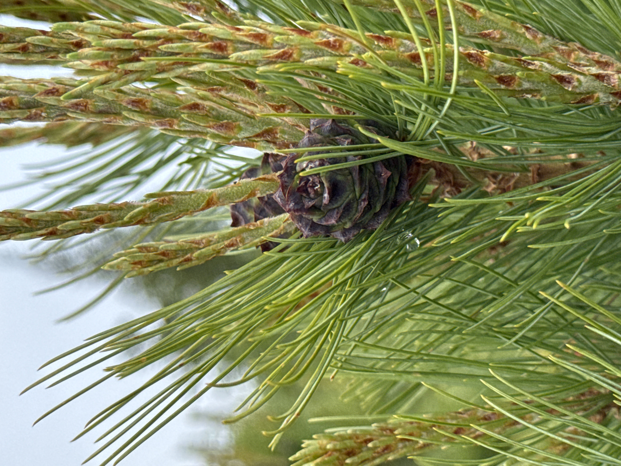 The image depicts a close-up view of pine needles and a developing pine cone on a tree branch. The needles are long, slender, and green, with some showing a yellowish tint at their tips. Several new growth buds, covered in reddish-brown scales, are visible along the branch. A dark purple, mature pine cone is prominently featured, with its scales tightly closed. One small droplet of water is visible on one of the needles. The background is softly blurred, suggesting an outdoor environment, likely a natural setting. The scene is devoid of any human presence or activity. The image does not provide any specific information about a location in Anosovskii, Russia; it is a general botanical observation.