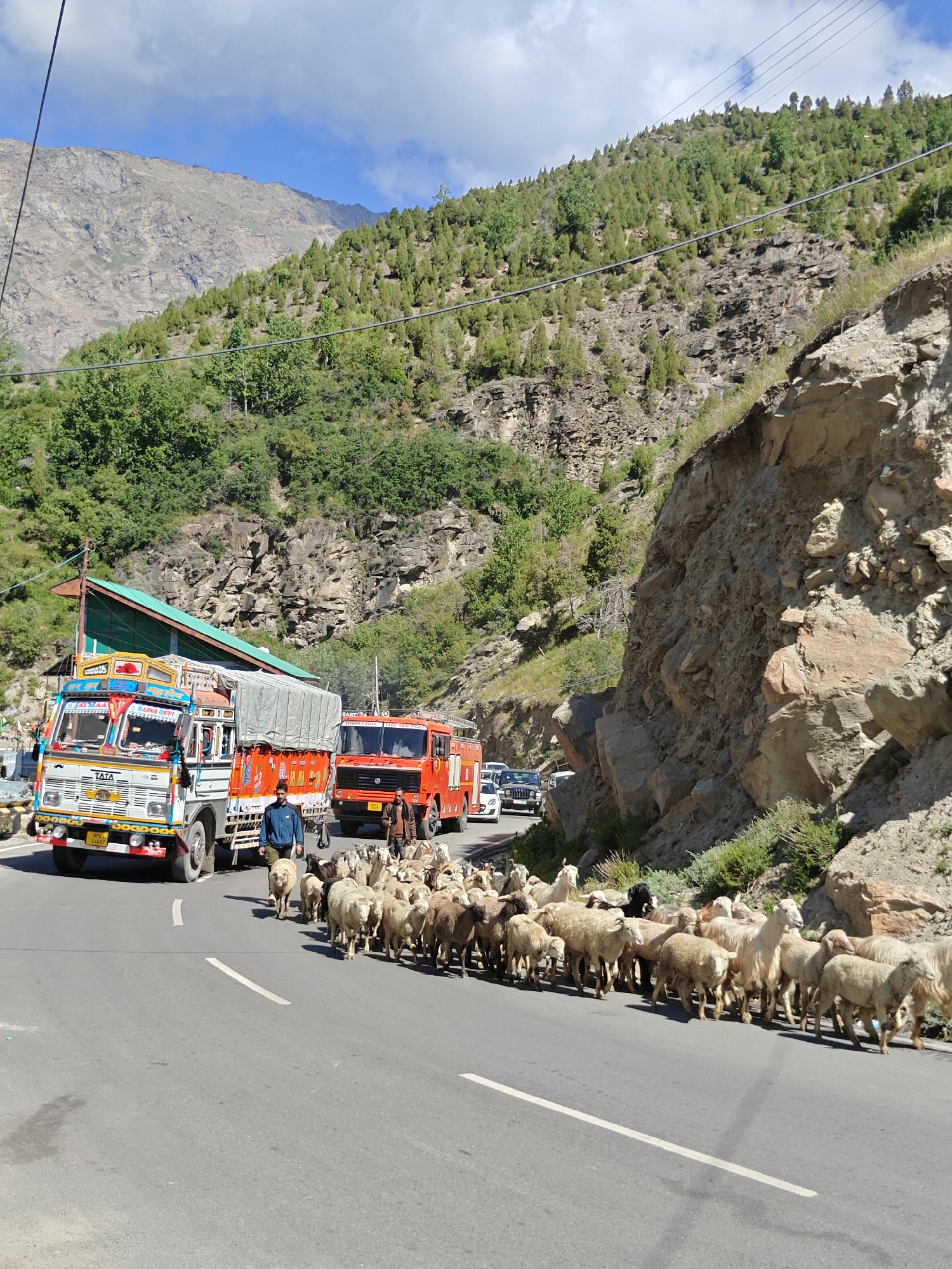 In Keylong, India, a flock of sheep, accompanied by two men, traverses a paved road, causing a traffic obstruction. Two trucks, one brightly colored and carrying cargo, and an orange fire engine, are stopped behind the sheep. Other vehicles are also visible in the background. The scene unfolds against a backdrop of steep, verdant mountains, with rocky cliffs and scattered trees indicating a rugged, natural environment. The sky is partly cloudy, suggesting fair weather.