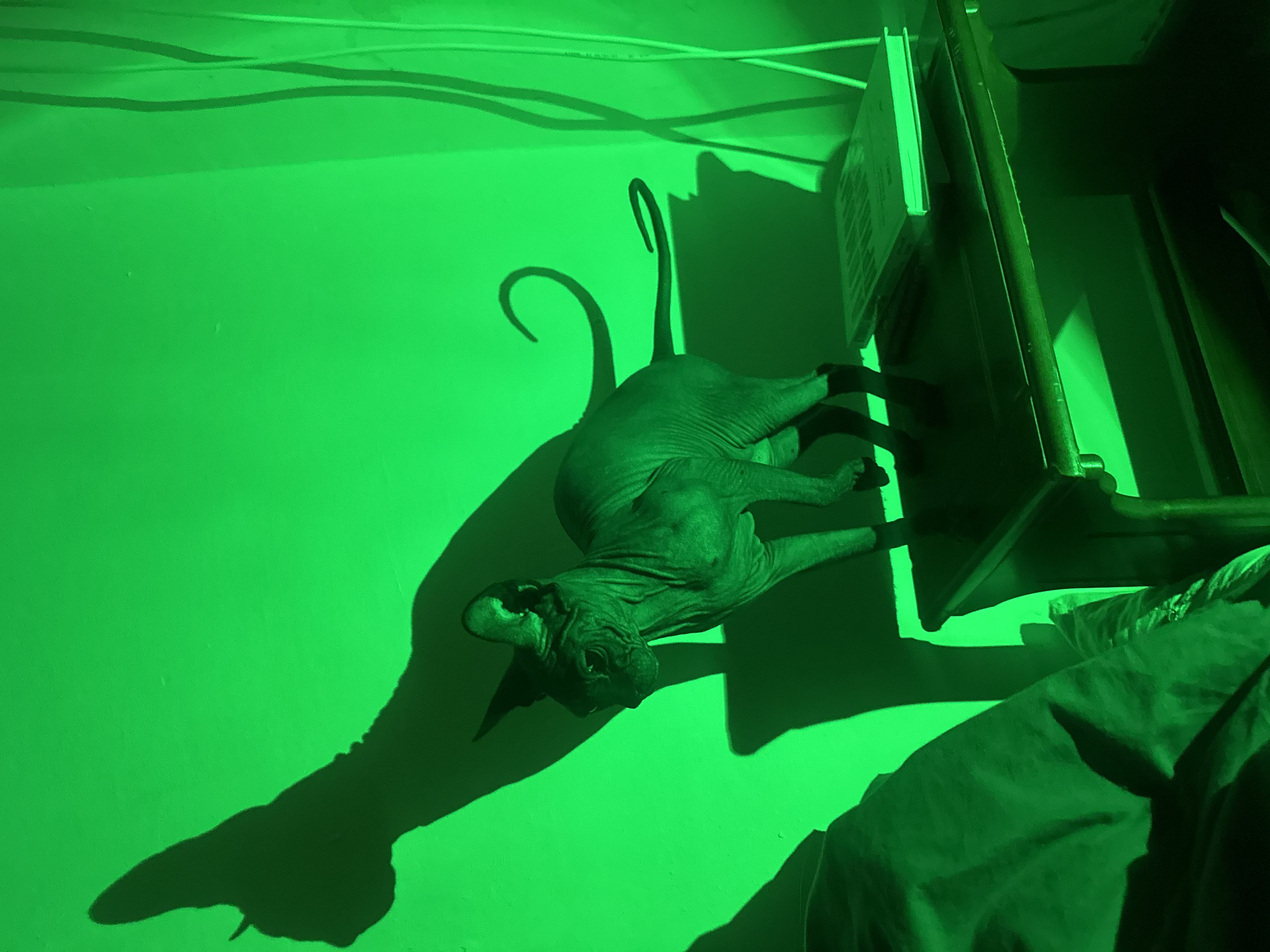 A photograph in green lighting shows a hairless cat perched on a shelf in a room. The cat is facing left, with its tail curled up. Its shadow is cast on the wall. The shelf is attached to a wall above what appears to be a bed covered with a blanket. There are wires visible on the wall above the shelf. It is impossible to determine that this photo was taken in Budva, Montenegro.