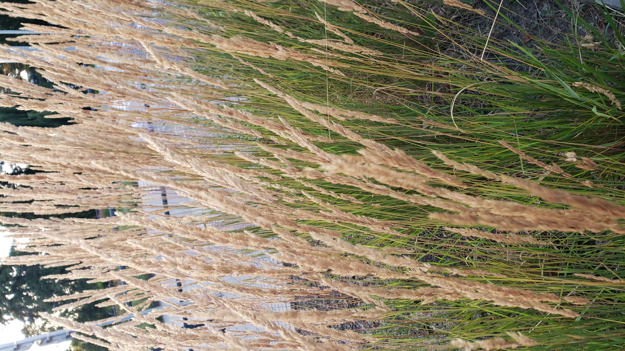 The image shows a close-up view of dry, golden-brown grass stalks in the foreground, with vibrant green grass and foliage visible behind them. The background is slightly blurred, revealing trees and what appears to be a paved area with some indistinct figures, possibly people, walking or standing. The lighting suggests it might be late afternoon or early evening. This scene is likely located in a park or along a roadside within the city of Prešov, Slovakia, where ornamental grasses are often used in landscaping.