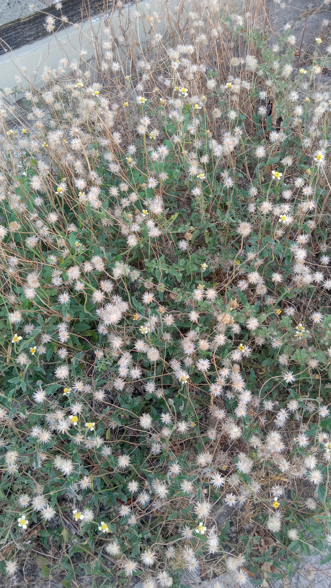 An overhead, eye-level medium shot captures a dense patch of wild grass and small white and yellow wildflowers growing along the edge of a concrete surface. The concrete, textured and light gray, occupies the top left portion of the frame. The majority of the image is filled with the vegetation, which includes numerous white, star-shaped flower seed heads and smaller, fully bloomed white and yellow flowers. The grass is a mix of green leaves and dry, brown stalks and seed heads, creating a textured, slightly unkempt appearance. The scene appears to be an outdoor setting in Kediri City, Indonesia, likely a roadside or undeveloped area. No people are present in the image.