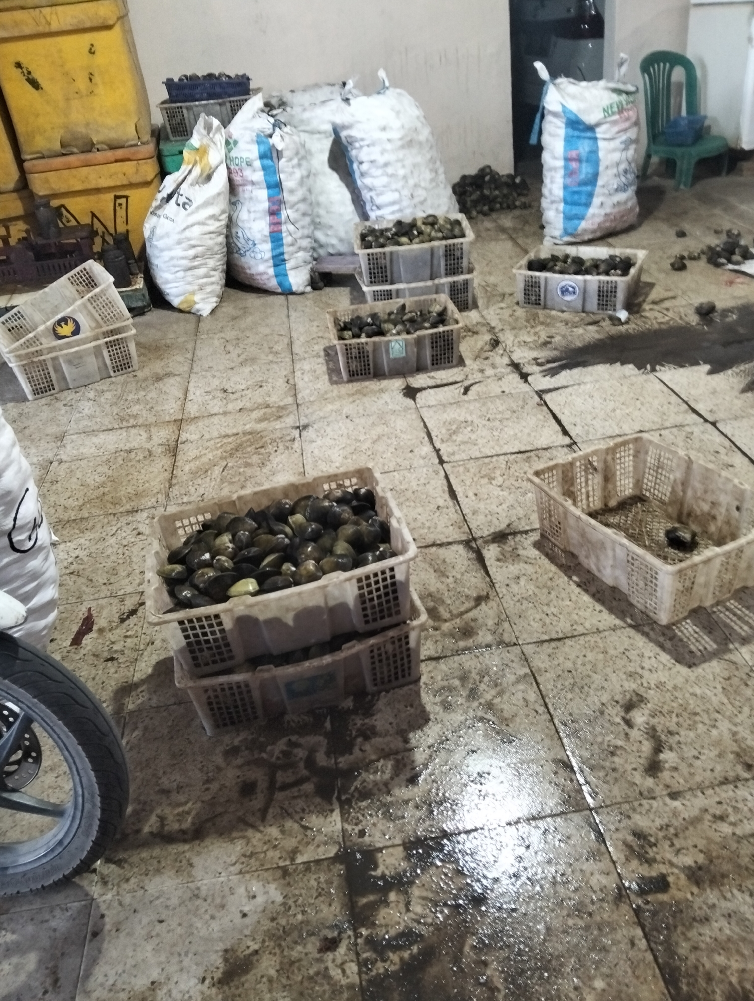 In Muncar, Indonesia, this image depicts a market setting, likely a fish market, with a focus on seafood processing or storage. The floor is tiled and wet, indicating recent washing or spillage. In the foreground, the tire and wheel of a motorcycle are visible on the left, suggesting active commerce.
Several white plastic crates, some stacked, are scattered across the floor. One crate in the mid-ground is filled with bivalves, appearing to be clams, with their shells dark and varied in color. Another crate to its right is partially filled with similar items. In the background, large white sacks, possibly containing more product or packaging material, are stacked and arranged. To the left of these sacks, two large yellow containers, possibly for storage or transport, are visible.
Further in the background, a green plastic chair and a blue bucket are positioned near a doorway, and a sack with blue and red stripes stands upright. Small piles of bivalves are also scattered on the floor around the crates and sacks, suggesting a process of sorting, cleaning, or packaging. The overall impression is one of a busy working environment in a location associated with the seafood trade.