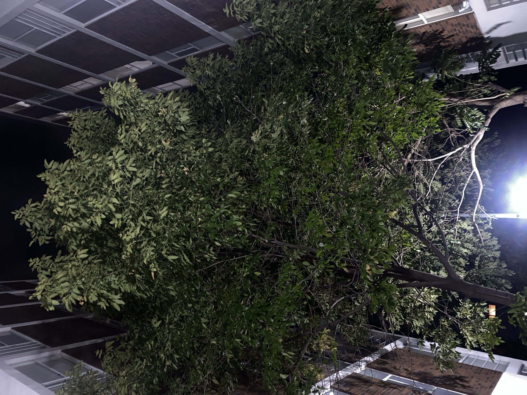 An upward-facing view captures a dense tree canopy intertwined with building structures, likely at night in Puebla, Mexico. The trees, dominated by green foliage, appear illuminated from below by a light source to the right, possibly a streetlamp. The surrounding buildings exhibit a modern architectural style, with windows and grid-like patterns on their facades. The scene is a mixture of natural elements and urban infrastructure, suggesting an urban or suburban setting.