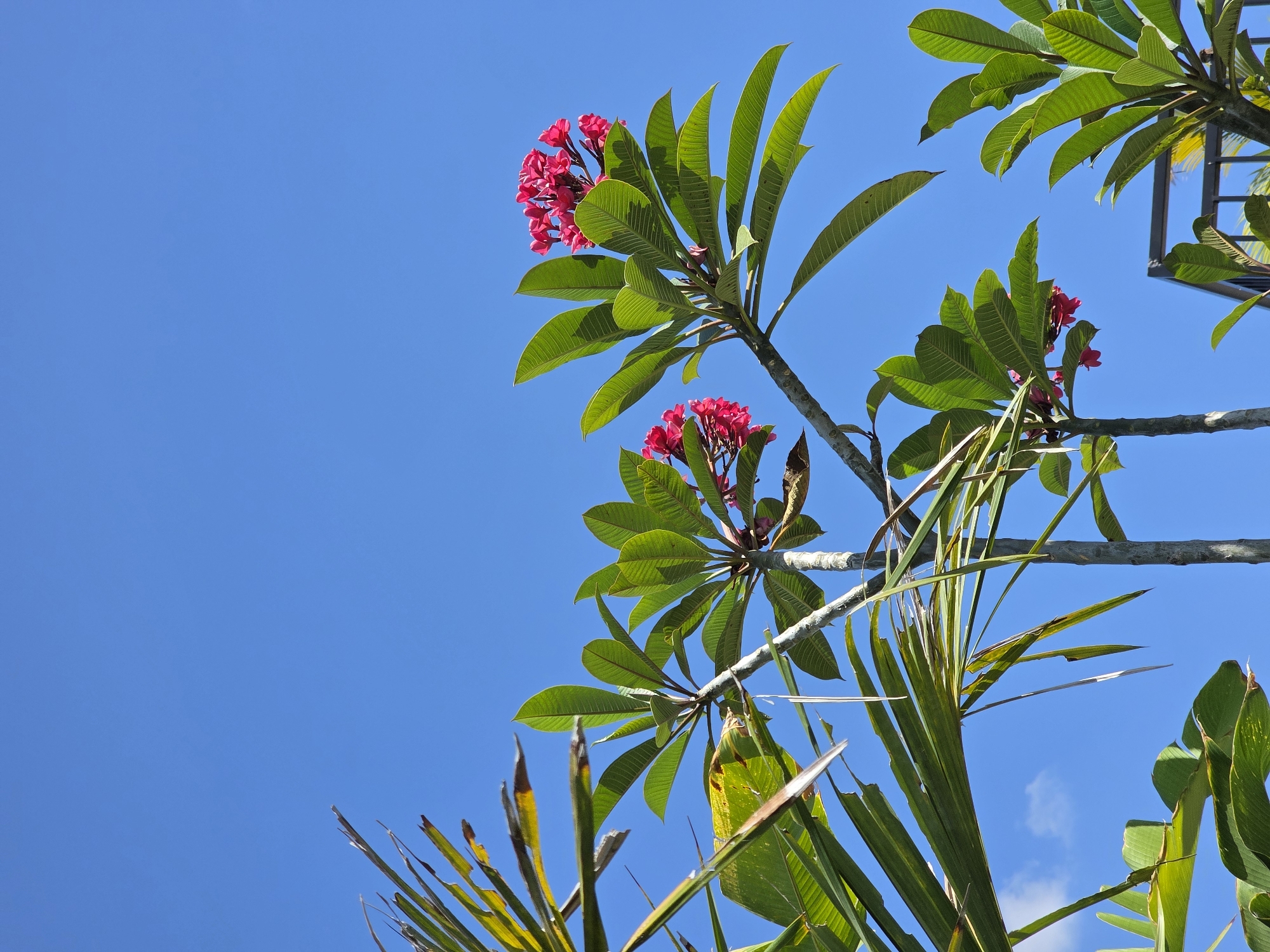The image is a low-angle shot of frangipani trees with vibrant pink flowers against a clear blue sky. The frangipani trees have lush green leaves and their branches are silhouetted against the sky. In the foreground, there are also fronds of a palm tree, some of which appear slightly damaged. A dark metal railing is visible in the lower right corner, suggesting the scene might be from a balcony or elevated vantage point. The overall environment appears to be outdoors in a tropical or subtropical location, consistent with Seririt, Indonesia. There are no people visible in the image.