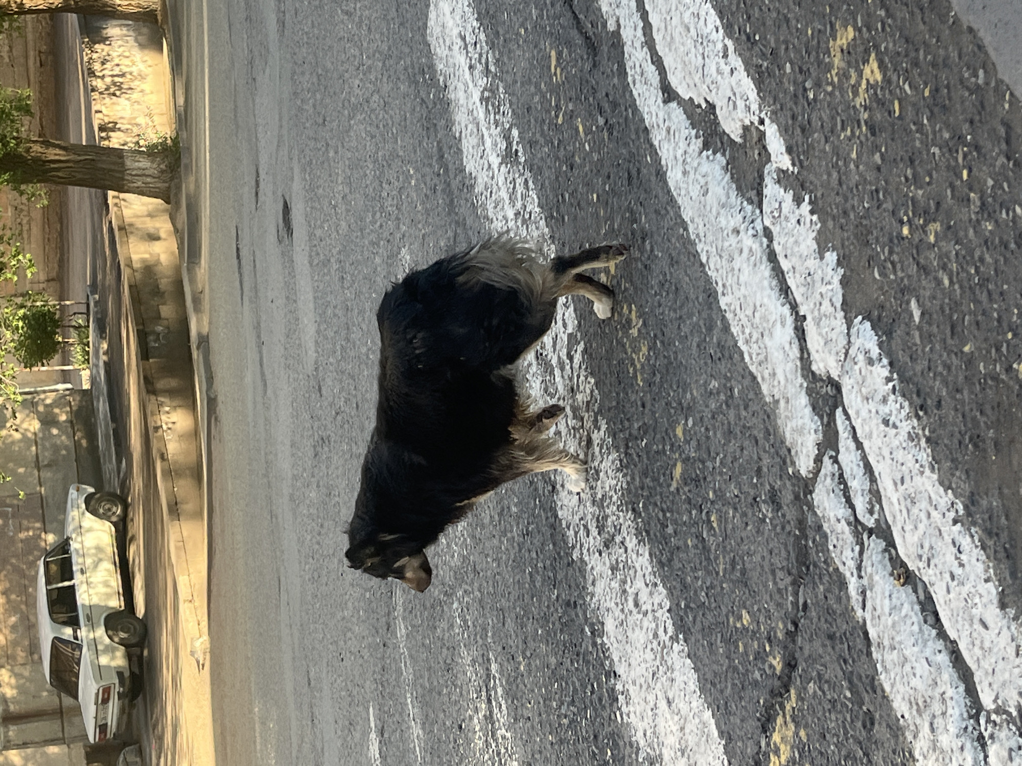 A dog stands on a crosswalk in Yeghegnadzor, Armenia. A white car is parked along the side of the street behind a tree, beside a stone wall. The road surface is cracked.