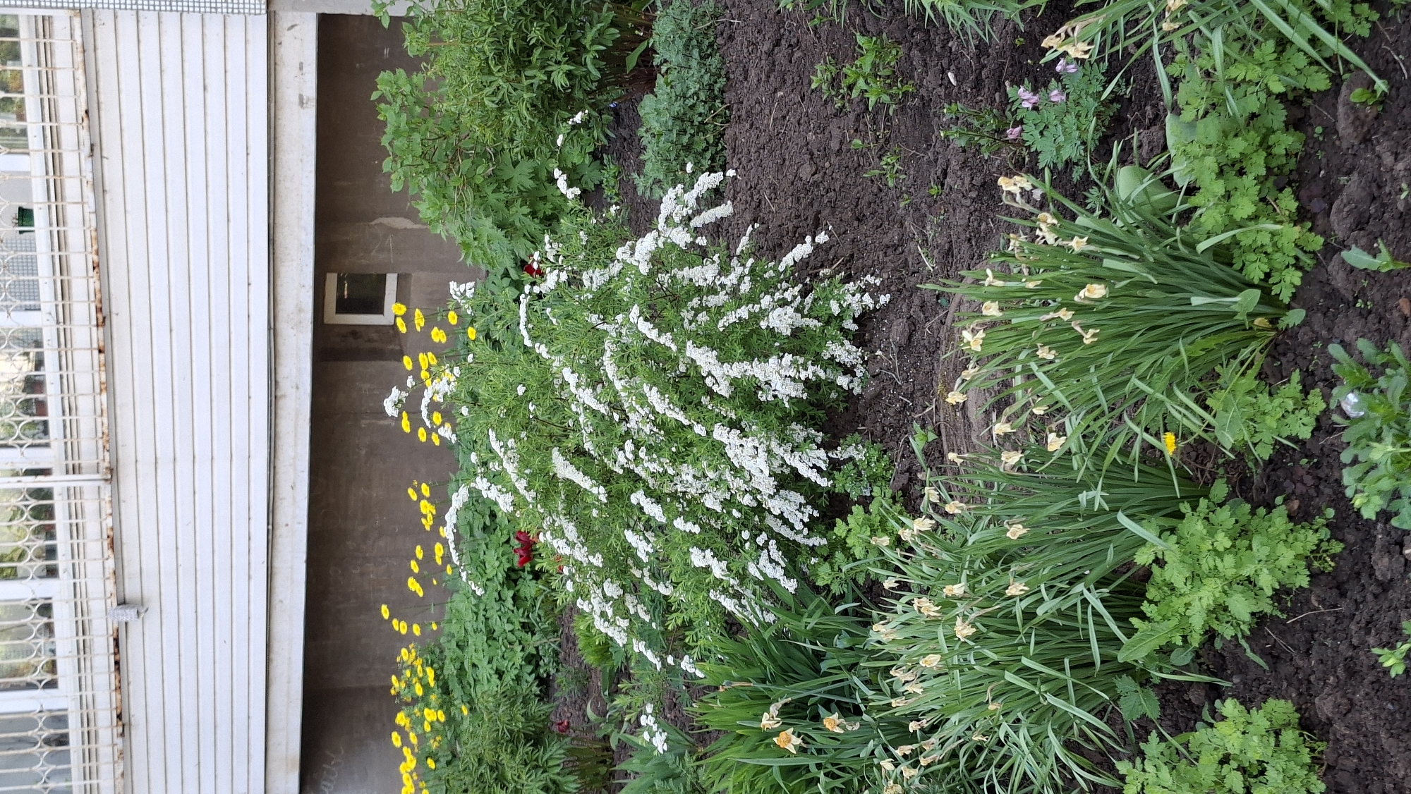 The image depicts a flowerbed along a building facade in Chaikovsky, Russia. The building has a window with a white grid. The flowerbed contains a variety of plants, including a bush with white flowers, yellow flowers, daffodils, and various green plants. The soil in the flowerbed is dark.