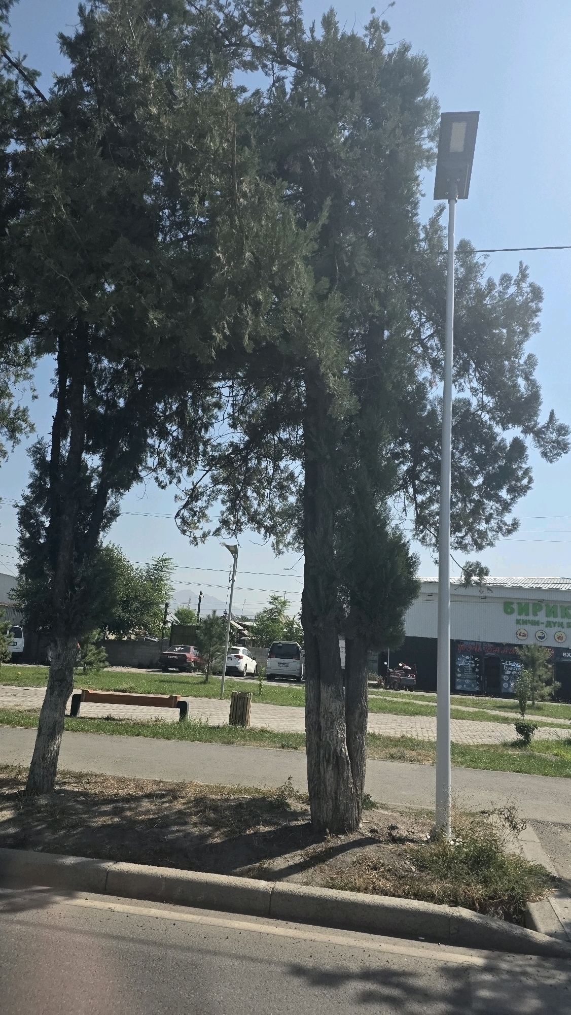 In the city of Tokmok, Kyrgyzstan, a sun-drenched scene unfolds along a paved street. Two mature coniferous trees dominate the foreground, their branches casting shadows on the asphalt and a sidewalk. To the right, a modern solar-powered street lamp stands tall, its panel angled towards the sky. Behind the trees, a paved walkway features a wooden bench and a trash receptacle. Beyond this, several vehicles are parked on the side of the road, including a white van, a white car, and a red car. In the distance, a low-rise building with signage, including Cyrillic text, suggests a commercial area, with mountains visible on the horizon under a clear blue sky.