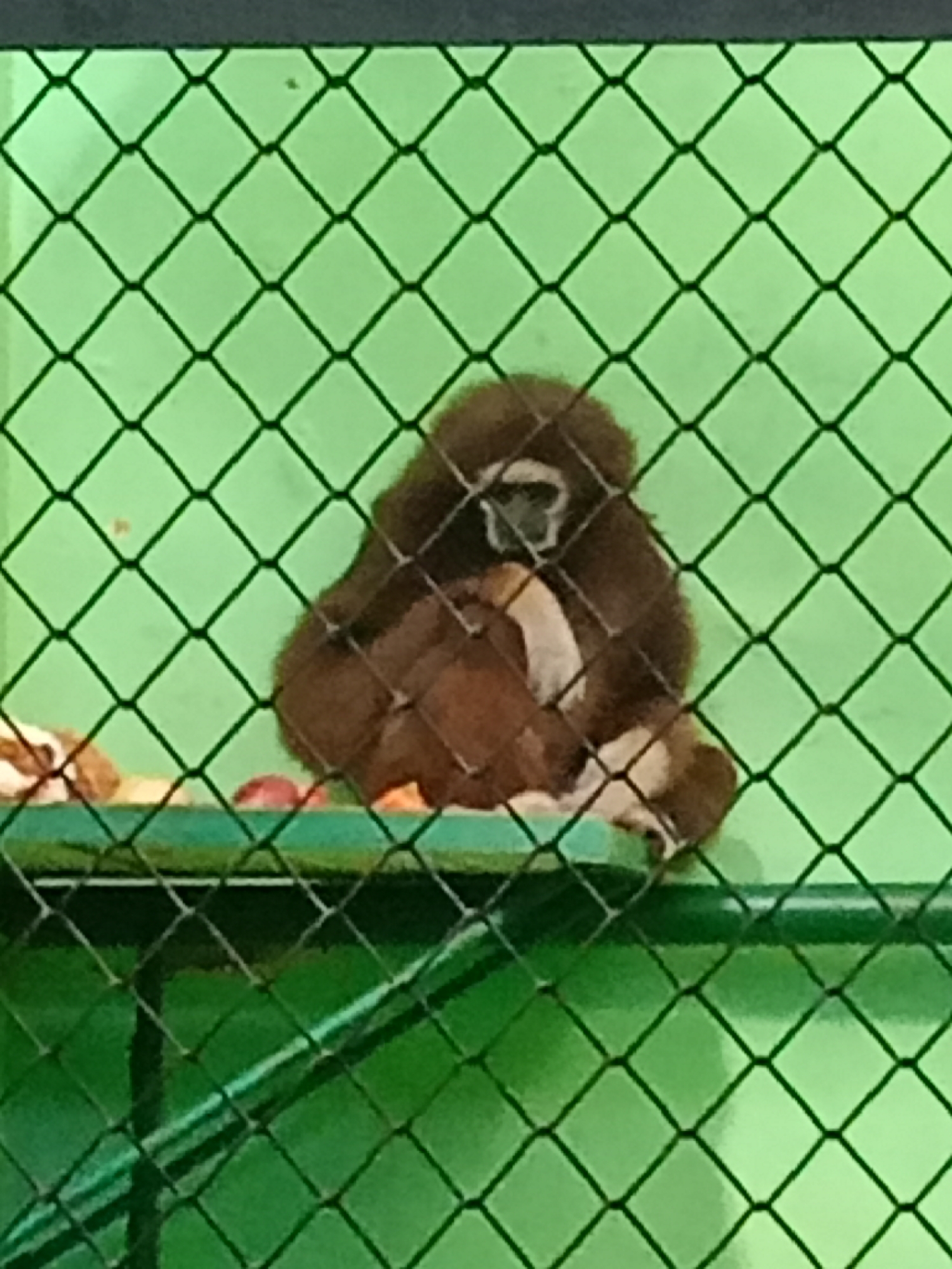 The image shows a brown gibbon with a white face sitting on a green surface behind a wire fence. The gibbon is hunched over and appears to be holding something in its arms. The background is a solid green color. There is no indication of the location being in Chelyabinsk, Russia or any other city.