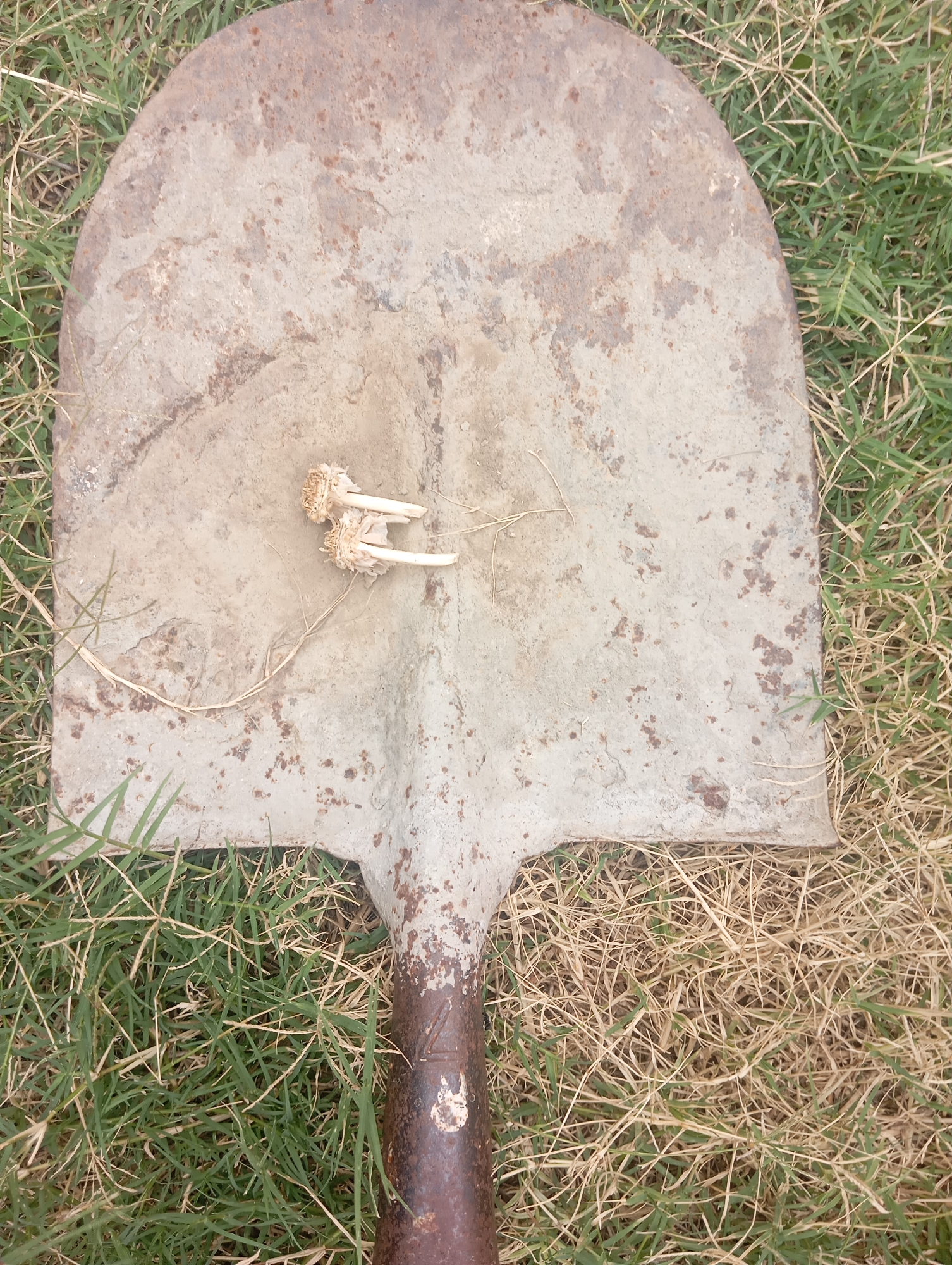 An overhead shot captures a rusty metal shovel lying on a patch of grass in Hakale, Pakistan. Two dried garlic bulbs, with their papery skins and white roots exposed, rest on the shovel's blade. The grass around the shovel is a mix of green and dry, brittle blades. The shovel itself appears weathered, with visible rust spots and a dull, greyish surface. The handle of the shovel, partially visible at the bottom of the frame, is also rusted and shows some markings. The overall scene suggests an outdoor setting, possibly a garden or a field, where the shovel might have been used for gardening or other outdoor tasks.