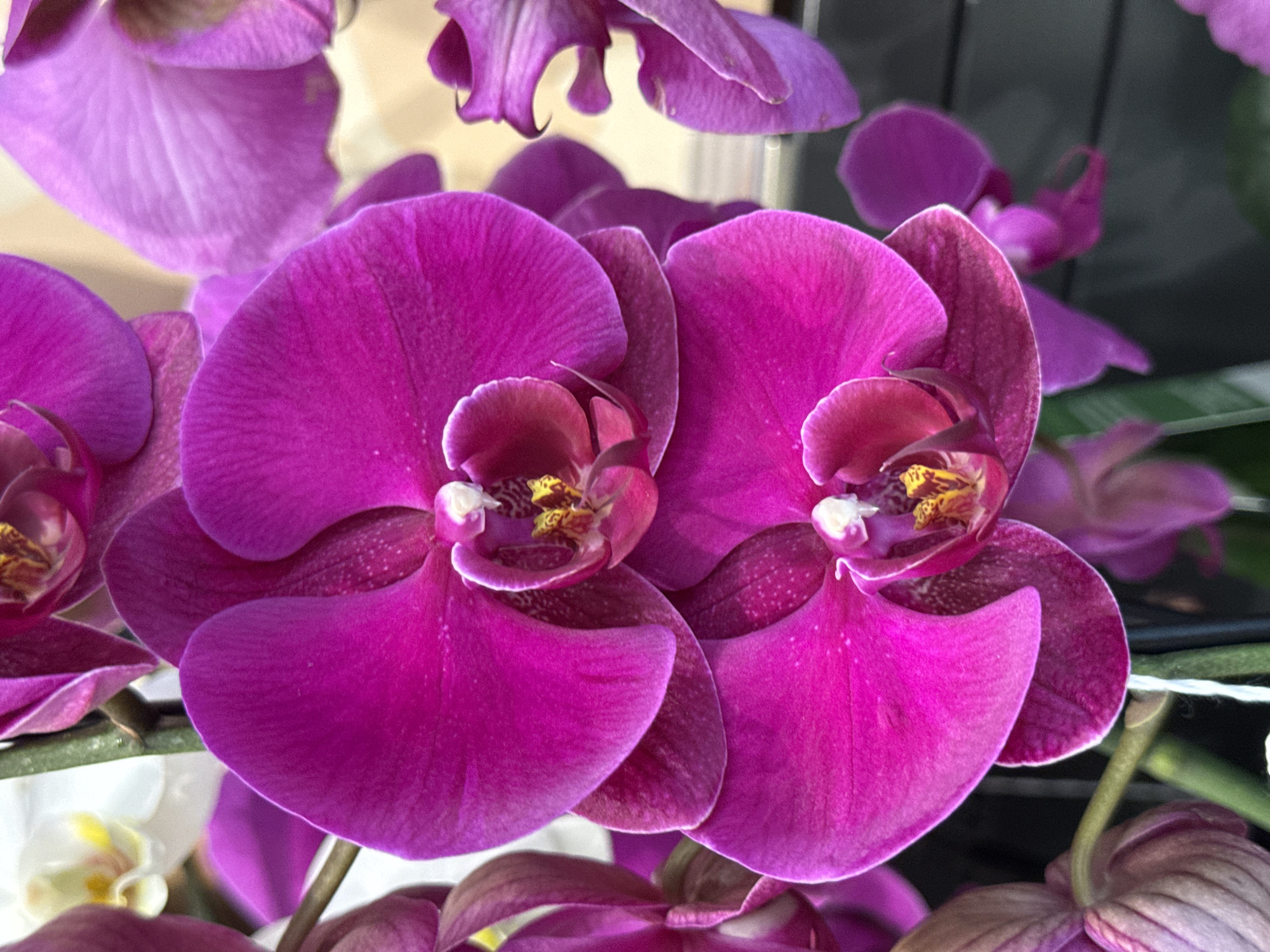 The image shows a close-up of purple orchids, with two prominent blooms in the foreground. The petals exhibit a deep, vibrant purple hue and are subtly textured. The central part of the flowers shows yellow and reddish-brown details. The flowers are clustered together, with some other blooms and buds visible in the background. Green stems are interspersed among the flowers. The location is identified as the city of Hilliard, United States of America. No people or interactions are visible.