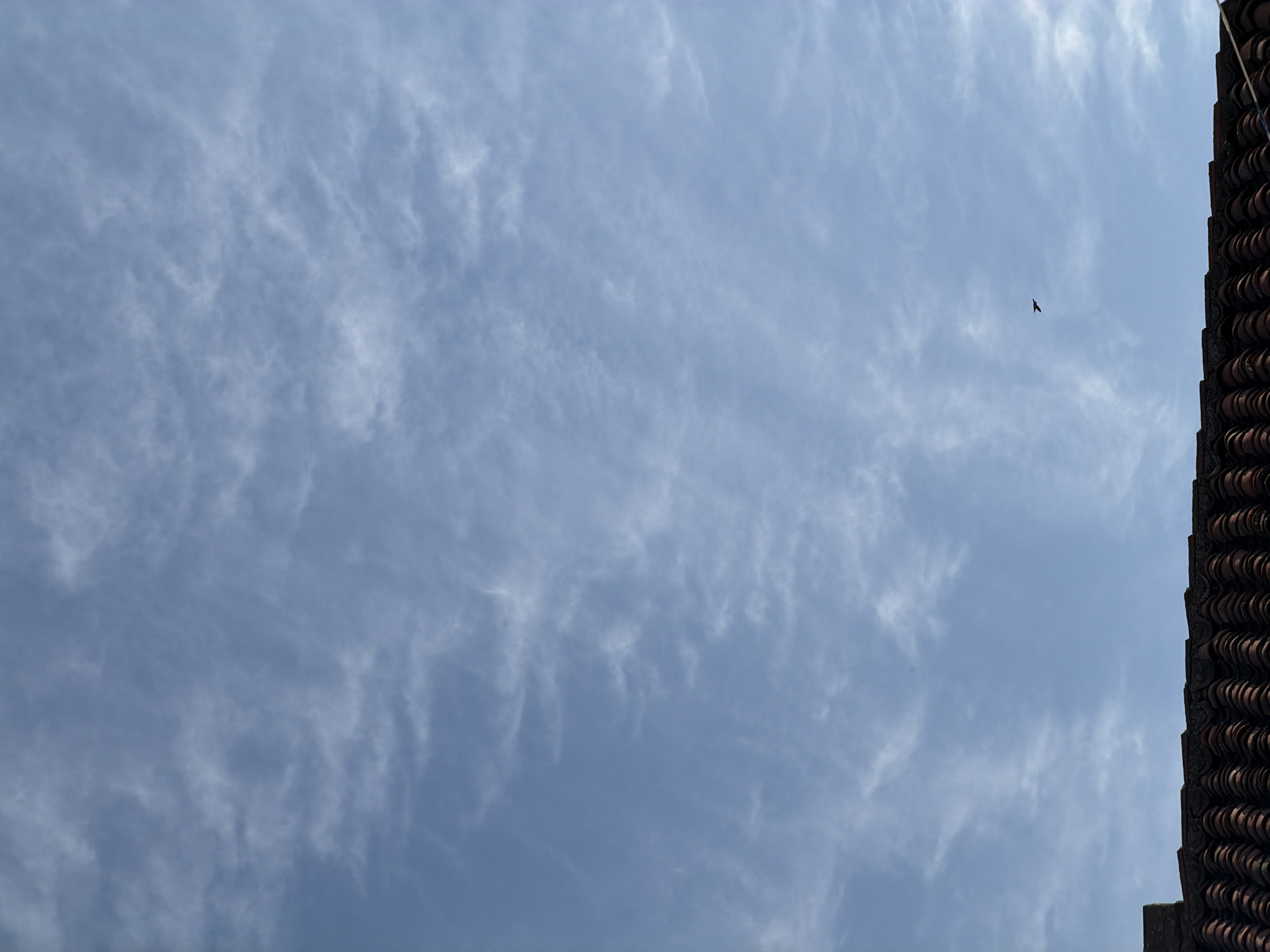 The image shows a tiled rooftop in the foreground against a bright blue sky with thin, wispy clouds. A single bird is captured mid-flight in the sky above the rooftop. The scene is set in Arcahueja, Spain.