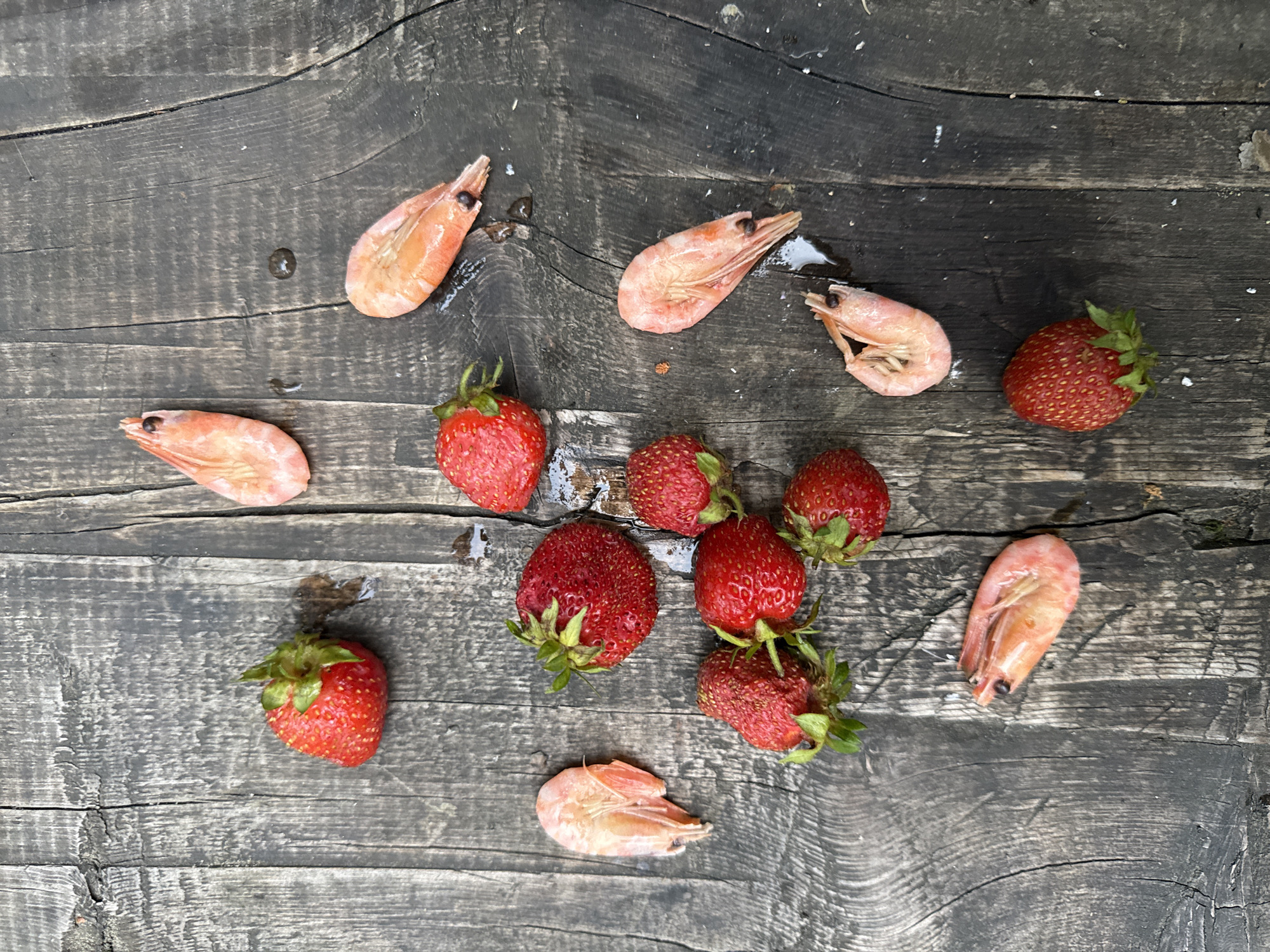 The image displays a collection of strawberries and cooked shrimp arranged on a weathered, dark wooden surface. The strawberries are a vibrant red and appear to be fresh, with green stems attached to some. The shrimp are a pale pinkish-orange color and are scattered amongst the strawberries. The wooden surface exhibits a rough texture with visible grain and some signs of wear, including cracks and possibly remnants of white paint or debris. The lighting suggests an outdoor setting, possibly under natural daylight, creating subtle shadows. There are small droplets of water or liquid visible on the surface, particularly around some of the strawberries and shrimp, indicating they might have been recently washed or are damp. The arrangement is haphazard, with no discernible pattern or order. The scene is devoid of any human presence or activity. There is no information or visual evidence within the image that could be used to determine the location in Cheposh, Russia.