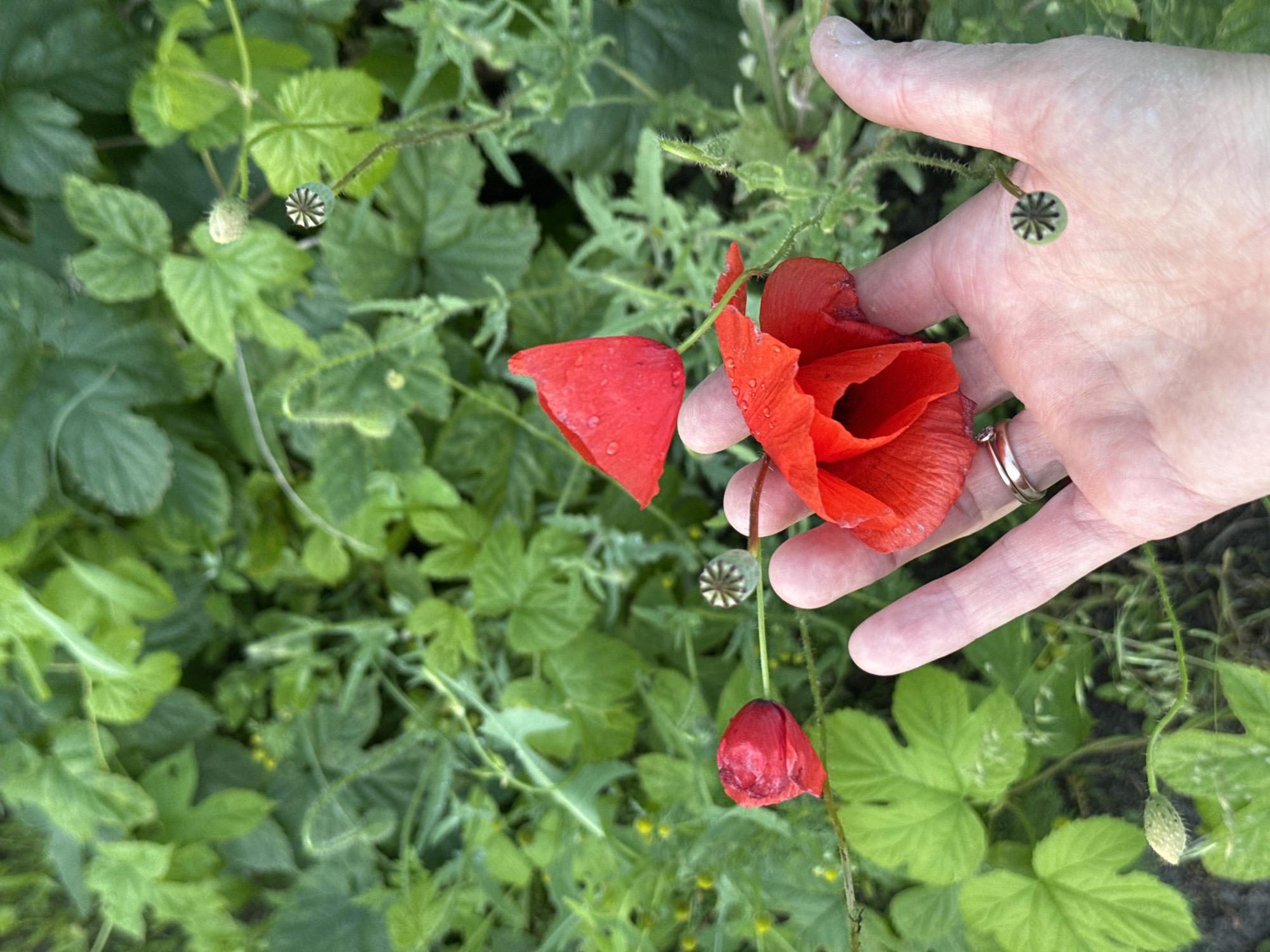 An overhead, close-up shot shows a left hand holding several bright red poppy flowers and seed pods. The hand is pale with a silver wedding band on the ring finger. Three poppy flowers are visible; one is fully open with dew drops on its petals and is held prominently in the palm of the hand. Another flower has fallen petals and a third is a closed bud on a thin stem. Several poppy seed pods are also visible, one prominently in front of the fingers. The background is out of focus and consists of lush green foliage, likely a garden or natural setting. The lighting is natural and appears to be from an overcast sky.