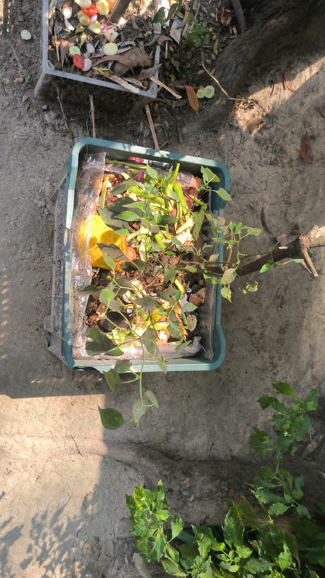 The image shows two containers filled with organic waste, situated on a dusty ground next to a tree. The foreground container is a teal-colored plastic bin with green edges, filled with vegetable scraps, some green plant material, and a large yellow object, possibly a fruit. The waste is covered with a clear plastic sheet in places. The container behind it is a gray plastic bin, also containing food scraps like tomato slices, onion pieces, and what appear to be cucumber slices. The surrounding environment consists of dry, cracked earth, fallen leaves, and tree roots. Sunlight casts shadows on the ground, indicating an outdoor setting. There are no people visible in the image. This scene is likely a backyard or garden area in Begumganj Upazila, Bangladesh, where organic waste is being collected for composting.
