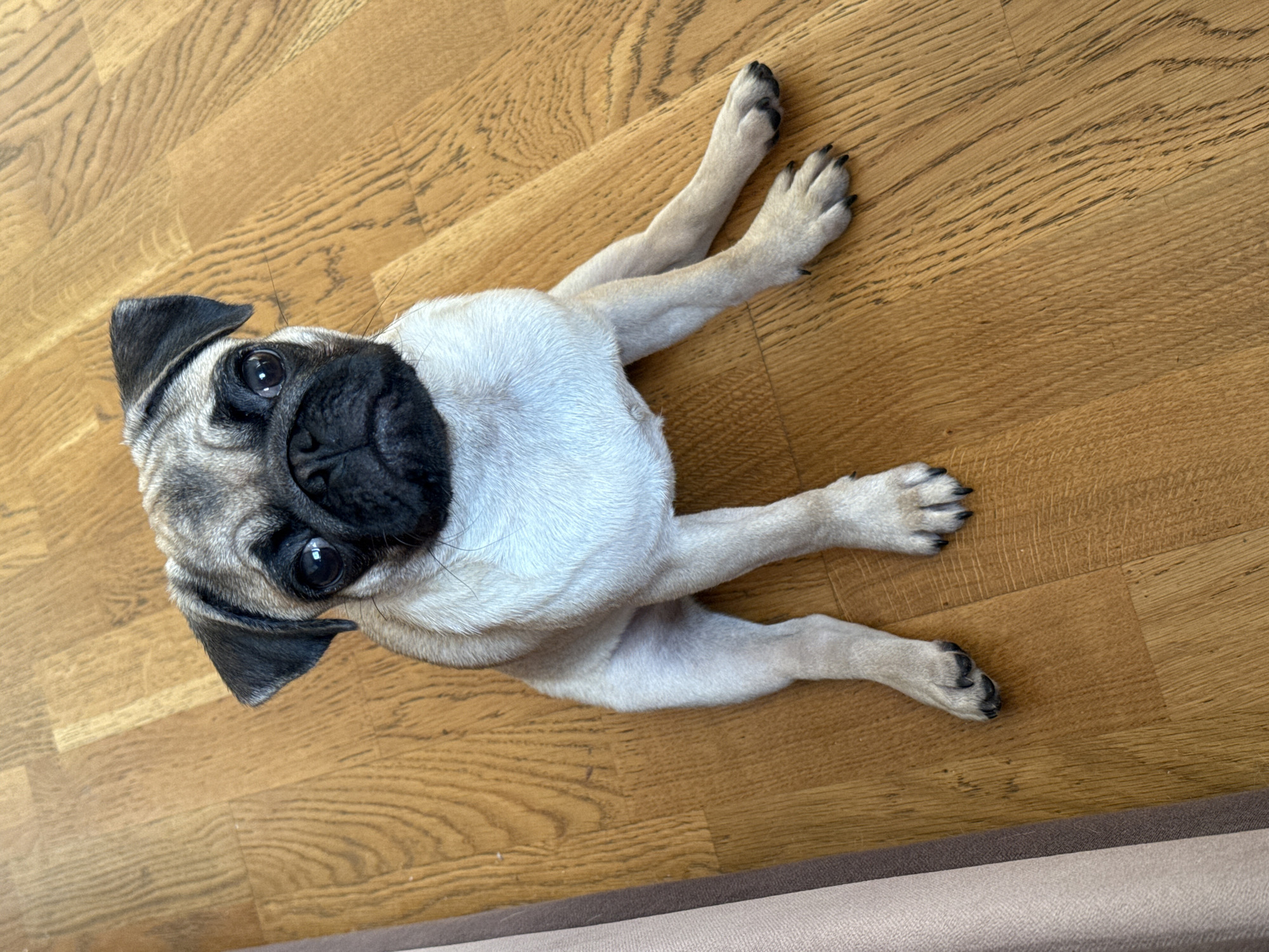 A pug puppy lies on a wooden floor, looking up at the camera. The puppy's fur is light beige with black markings on its face and ears. Its eyes are dark and wide, and its snout is short and wrinkled. The puppy's legs are splayed out on either side. The wooden floor has a warm, honey-colored tone with visible grain patterns. The lighting suggests it is daytime, with a soft, natural light illuminating the scene. The puppy appears relaxed and content. There is no visible text in the image.