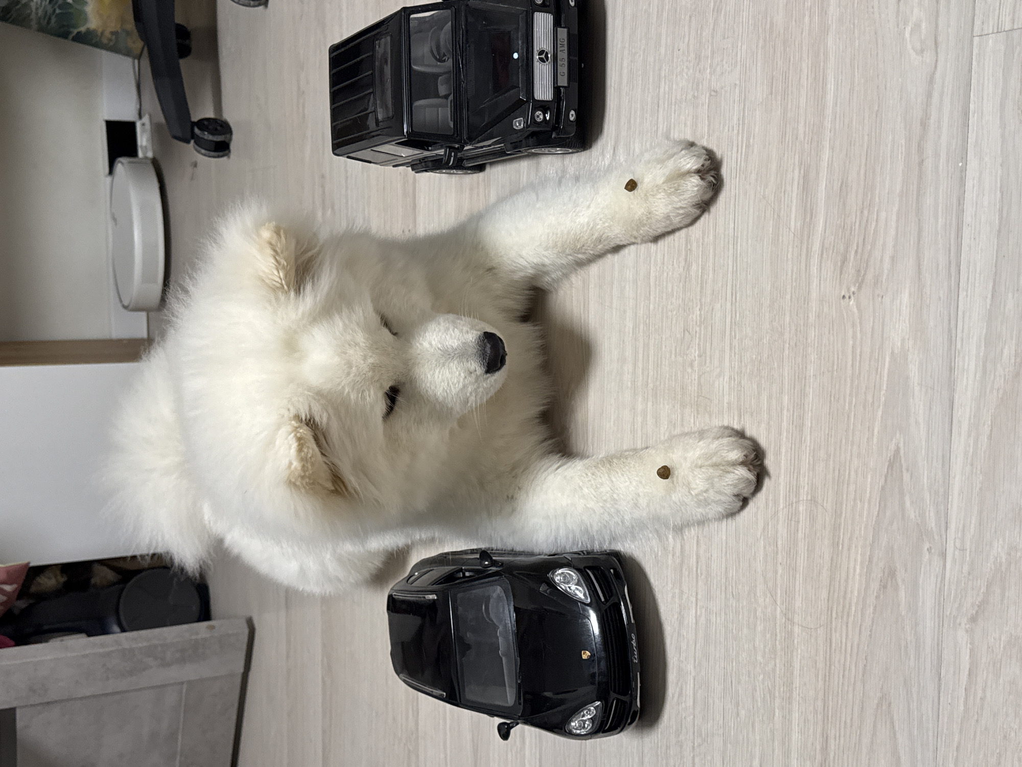 An overhead shot captures a fluffy white dog, resembling a Samoyed puppy, lying on its back on a light-colored wooden floor. The dog's front paws are extended upwards and outwards, with a small, dark, round object resting on top of each paw, suggesting a "stay" command or a playful interaction. The dog looks upward towards the camera with a calm and gentle expression, its black nose and dark eyes visible amidst its thick white fur.
Flanking the dog, one on each side, are two black toy cars. To the dog's right (viewer's left) is a black Mercedes G-55 AMG, clearly marked with "G-55 AMG" and the Mercedes logo on its grille. To the dog's left (viewer's right) is a black Porsche Turbo, with "turbo" visible on its rear and the Porsche emblem on its hood.
The background shows hints of a domestic indoor setting, likely a home in Chaikovsky, Russia. On the left side of the frame, parts of a light-colored furniture item and what appears to be the wheel and base of an office chair are visible. The overall lighting suggests an indoor environment, possibly under artificial light. The image conveys a playful and serene moment.