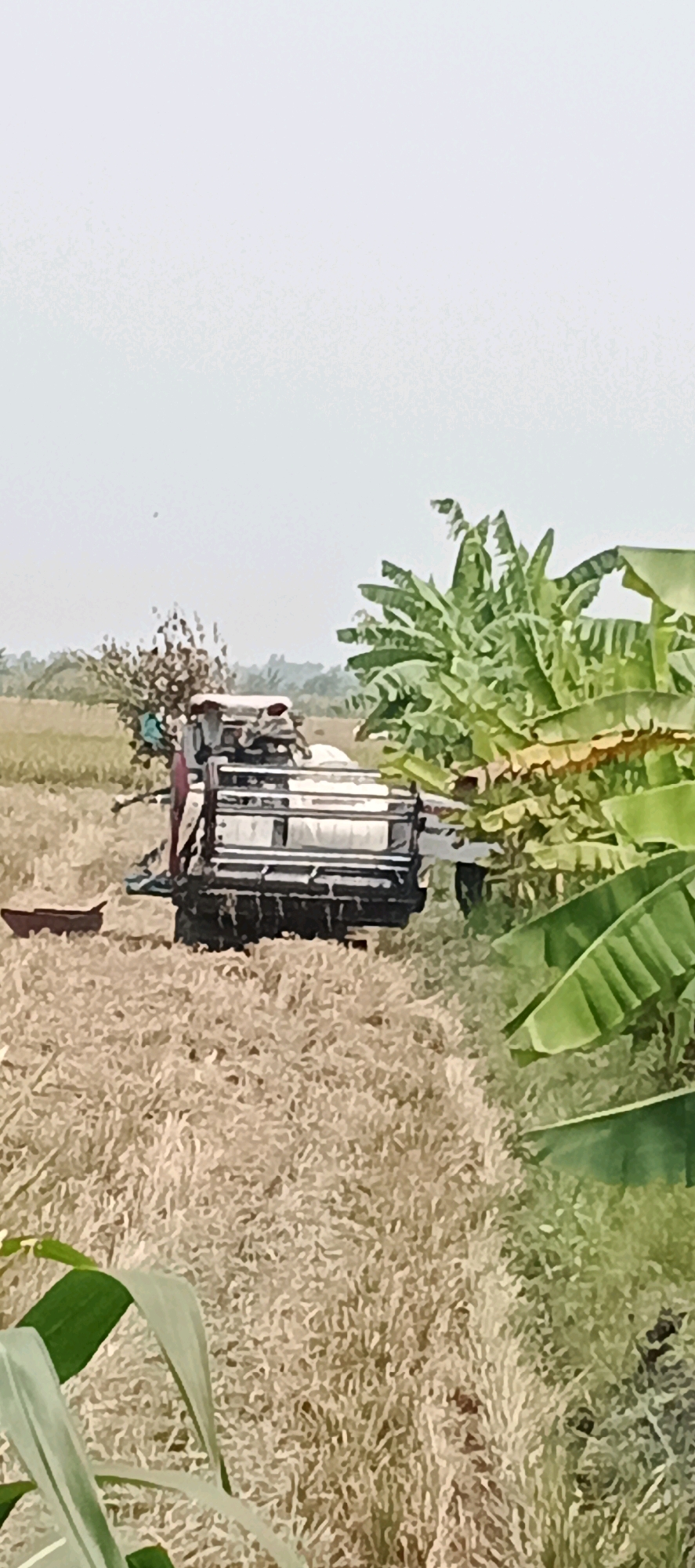 In a rural agricultural setting in Sonoadi, Indonesia, a combine harvester is operating in a field of harvested or dried grain. The machine, predominantly gray and white with red accents, appears to be actively engaged in its task, with its cutting mechanism visible. A person, wearing a dark top and red lower garment, is standing on the rear of the combine. To the left of the combine, a small, maroon bowl-shaped object rests on the ground. In the foreground and to the right, large, green banana leaves are prominently displayed, creating a natural frame for the scene. The background consists of a dry, yellowish field, a scattering of trees, and a hazy sky. The overall impression is one of agricultural activity during harvest season.