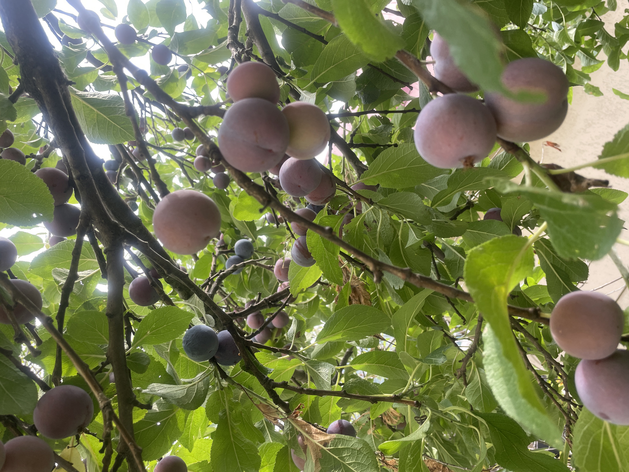 The image shows a close-up view of a plum tree laden with ripe plums. The plums are various shades of purple and pink, with some appearing to be more bluish. They are clustered on branches amidst vibrant green leaves. The sunlight filters through the leaves, creating a dappled effect and highlighting the fruit. The perspective is from below, looking up into the tree canopy. The background is softly blurred, suggesting an outdoor setting, possibly a garden or orchard. There are no people visible in the image. The overall impression is one of abundance and the natural beauty of a fruit-bearing tree. The image is taken at an unknown location in Baranovka, Russia.