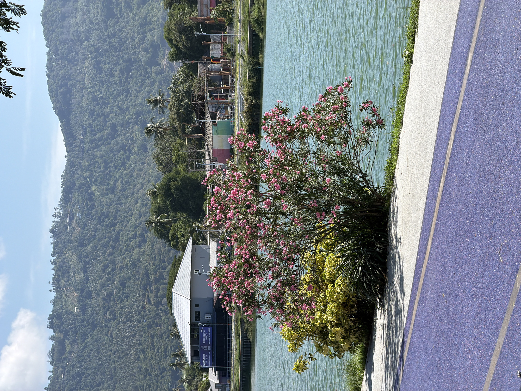 This image depicts a serene waterside scene in Ko Samui District, Thailand. In the foreground, a vibrant purple path with a lighter colored border runs diagonally across the frame, suggesting a recreational area. Beyond the path, a white textured walkway borders a lush green lawn. A flowering bush with numerous pink blossoms and a yellow-leafed shrub are prominently featured on the lawn, close to the edge of the water. The calm, turquoise water of a lake or bay stretches across the midground. In the background, a grey, multi-story building with a white roof stands beside a collection of smaller structures, some appearing to be under construction or in disrepair. A dense, verdant mountainside covered in trees and dotted with houses dominates the upper portion of the image, under a bright blue sky with scattered white clouds. The overall impression is one of natural beauty combined with a developed, yet somewhat rustic, urban fringe.