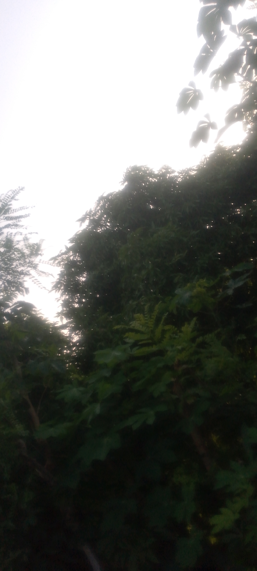 The image is an outdoor shot of lush green foliage against a bright, overcast sky. The leaves are a deep, rich green, with some appearing lighter due to the backlighting. The trees are densely packed, creating a sense of a thick canopy. In the upper right corner, silhouetted leaves are visible against the sky, suggesting a tree with larger leaves. To the left, a lighter, feathery foliage is seen against the bright sky, contrasting with the darker, broader leaves of the trees in the center and right. The overall impression is one of abundant plant life. The scene is likely a park, garden, or natural area within Jalingo, Nigeria. There are no people or discernible man-made objects in the frame. The lighting suggests it is daytime, possibly late morning or early afternoon.