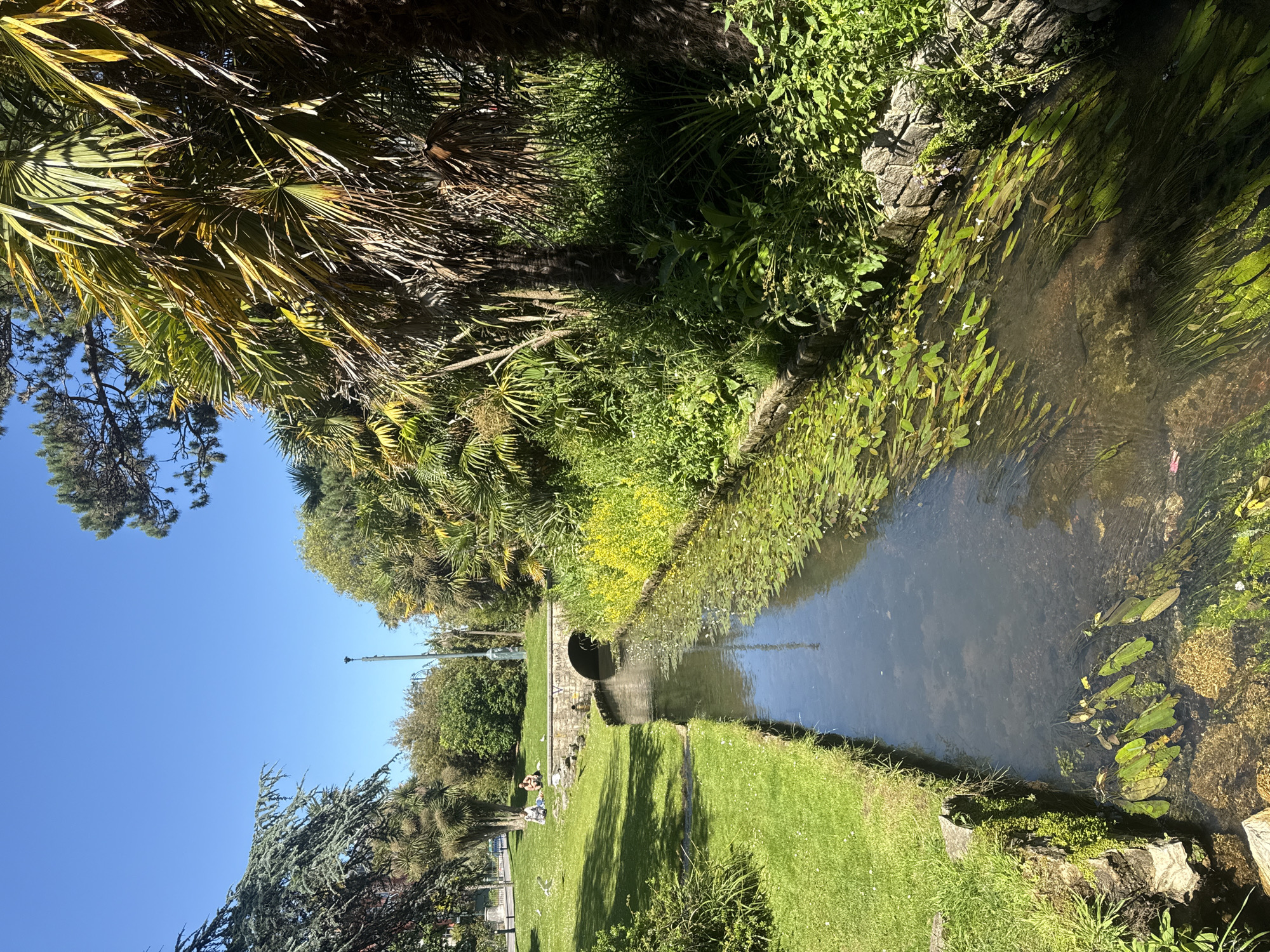 In Bournemouth, United Kingdom, a tranquil scene unfolds along a narrow, clear stream. The stream is flanked by lush green grass on the left bank and a dense thicket of vegetation, including palm trees and various shrubs, on the right. A low, stone-arched bridge spans the stream in the middle ground. On the grassy bank to the left of the bridge, two individuals are seated, appearing to enjoy the sunny day. The water itself is populated with aquatic plants, their leaves floating on the surface and submerging below. The sky above is a clear, bright blue. The overall impression is one of a peaceful, sun-drenched park setting.