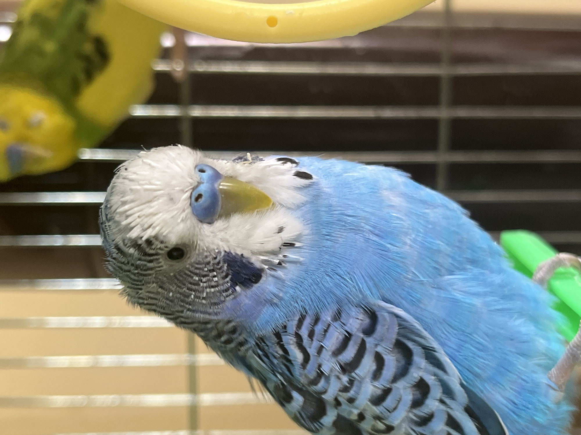 A close-up shot inside a birdcage shows a blue and white parakeet in the foreground. The bird is positioned with its head tilted, revealing its blue cere (the area around the nostrils) and a yellow beak. Its feathers exhibit a mix of blue, white, and black markings. A second parakeet, primarily green and yellow, is partially visible in the upper left corner of the frame. The background includes the metal bars of the birdcage and a yellow circular object above the parakeet. The image does not provide any evidence for location of city of Shumen, Bulgaria.