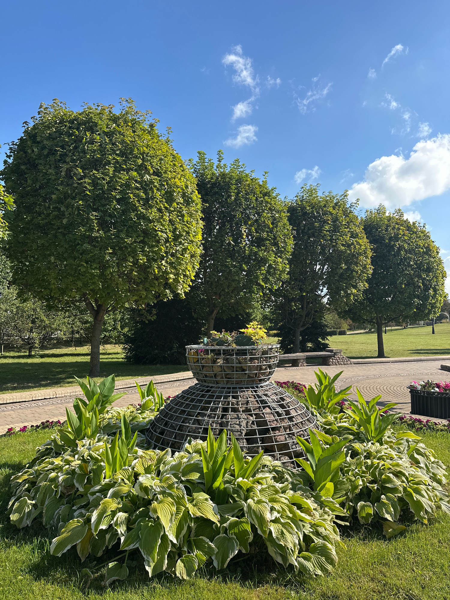 The image depicts a sunny day in a park, likely in the city of Minsk, Belarus. In the foreground, a prominent decorative garden feature made of wire mesh filled with stones is surrounded by lush green hosta plants with variegated white and green leaves, and taller, bright green plants. A paved pathway runs behind the flowerbed. In the middle ground, several trees with rounded canopies are planted in a neat row across a green lawn. A stone bench is visible in the background between the trees. The sky is a clear blue with scattered white clouds. The scene is tranquil and well-maintained, suggesting a public park or garden. There are no people or animals present in the image.