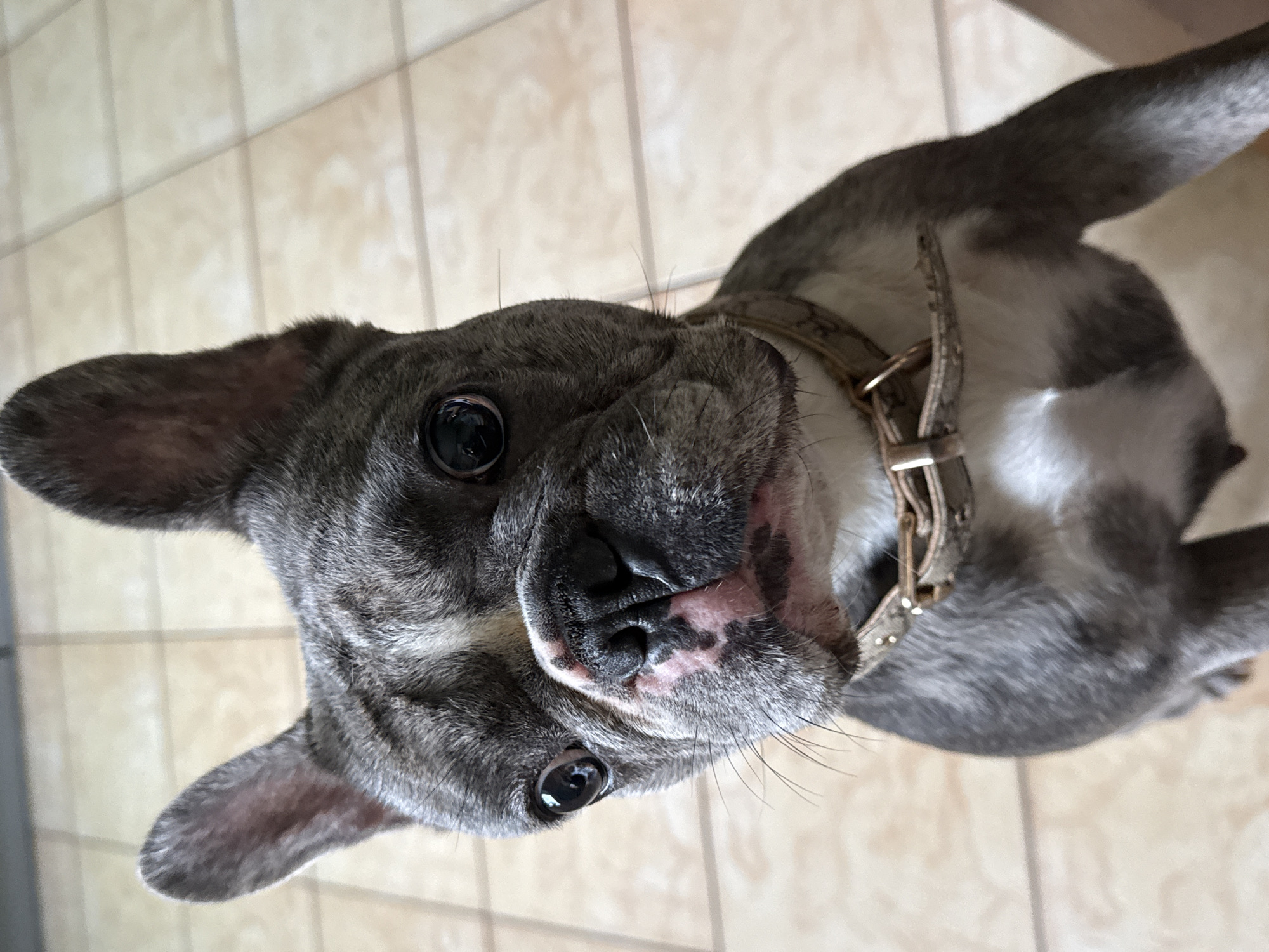 A close-up, high-angle portrait features a blue merle French Bulldog, occupying the majority of the frame. The dog has a dark grey and light grey mottled coat with distinct white markings on its chest and between its eyes. Its large, dark eyes are directly focused towards the viewer, reflecting an indoor ceiling and a light source. The dog's nose is black with visible patches of pink pigmentation. Its prominent, erect ears are characteristic of the breed. Around its neck, the dog wears a light tan or beige collar with metallic buckle and D-ring hardware. The background consists of light-colored, square floor tiles with contrasting grout lines, indicating an indoor setting. No other subjects, objects, or specific actions are discernible. The location in the city of Vinnytsia, Ukraine, cannot be determined from the visual information presented in the image.