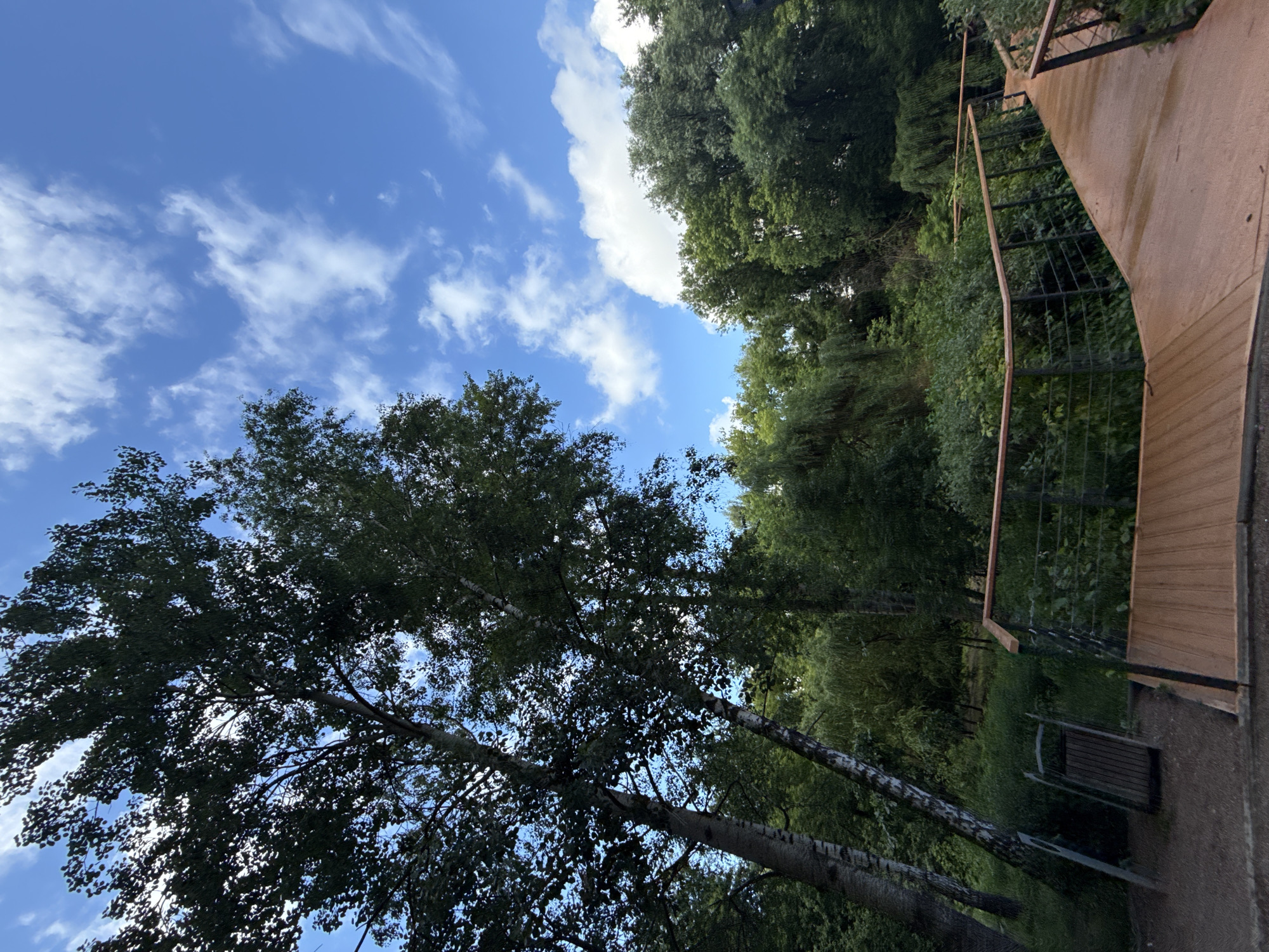 This media file captures a natural scene with a backdrop of a bright blue sky dotted with fluffy white clouds. In the foreground, several large trees with lush green foliage dominate the frame, their branches reaching upwards. The trees appear to be deciduous, with some showing dappled sunlight through their leaves.
To the right of the image, a wooden walkway or ramp is visible, bordered by a metal railing. The walkway has a textured surface and appears to be constructed from planks of wood. Beneath the walkway, a dark metal fence or mesh is apparent, suggesting it might be part of an elevated structure or a barrier. A dark-colored bench or seating area is also visible on the ground near the walkway.
The overall setting suggests an outdoor environment, possibly a park, forest, or recreational area. The time of day appears to be daytime, given the bright sky and sunlight. The weather seems pleasant, with a clear sky and scattered clouds. There is no visible text in the image. The scene evokes a sense of tranquility and natural beauty, with a touch of human infrastructure. The orientation of the image is rotated, with the sky at the top left and the ground at the bottom right.