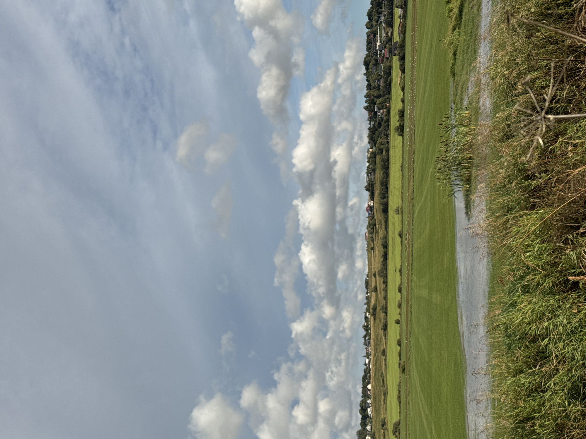 The image depicts a rural landscape under a partly cloudy sky. In the foreground, tall, dry grasses and reeds are visible, with some showing signs of being windblown. Behind them, a flat, green field stretches out, partially flooded in one section, creating a reflective surface. Further in the distance, rows of small white birds are scattered across another green field. Beyond this, a tree-lined ridge is dotted with houses, suggesting a small settlement or village. The sky is a mix of blue and grey clouds. The scene appears to be located in the city of Kempelevo, Russia.