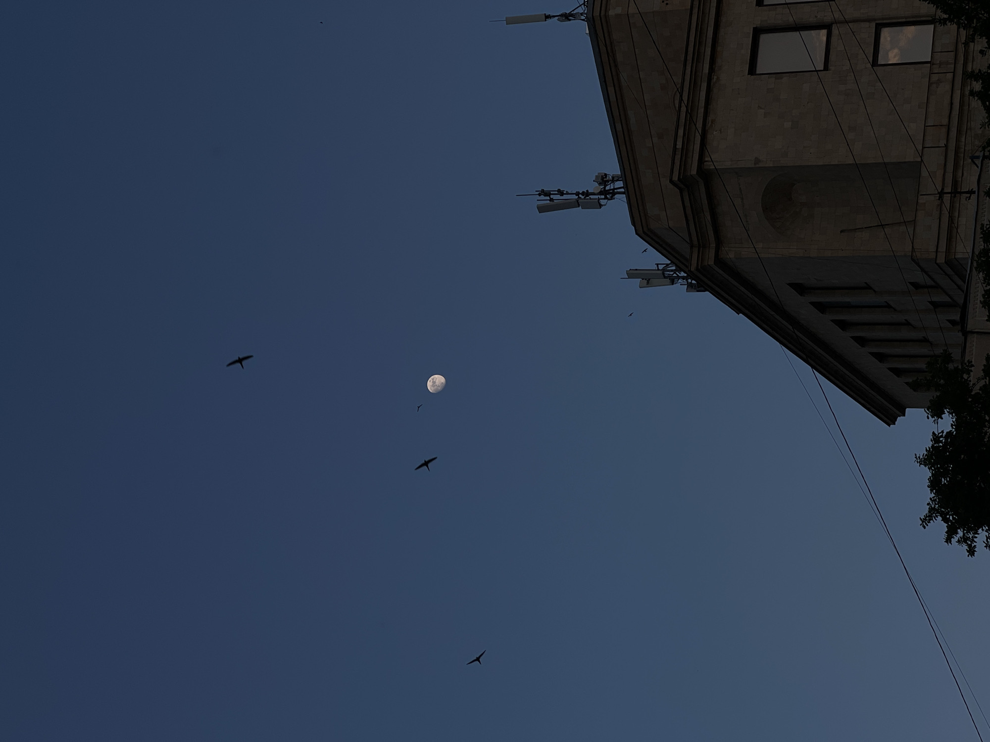 The image captures a low-angle view of a cityscape at dusk or dawn. A large, multi-story building occupies the upper right portion of the frame. Several windows are visible, and communication antennas are affixed to the building's roof. A few tree branches intrude on the right side of the building. In the dark blue sky, the moon is visible, accompanied by several birds in flight. Electrical wires stretch diagonally across the sky from the building.