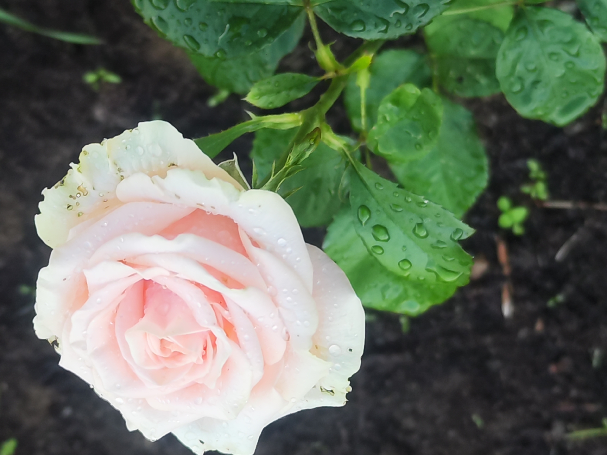 A close-up shot focuses on a delicate, pale pink rose, its petals softly unfurling. Numerous small water droplets are scattered across the rose's petals and the surrounding vibrant green leaves, suggesting a recent rainfall. The rose is positioned in the lower left of the frame, with its bloom gracefully curving upwards. Behind the rose, dark, earthy soil is visible, with a few small green sprouts emerging. The background is a soft blur, emphasizing the rose as the primary subject. The lighting is soft and diffused, characteristic of overcast weather. The overall mood is serene and natural, capturing the beauty of a rose after a shower. The scene appears to be outdoors, likely in a garden or natural setting, given the presence of soil, plants, and the natural light. The image evokes a sense of freshness and the quiet beauty of nature. There is no visible text in the image.