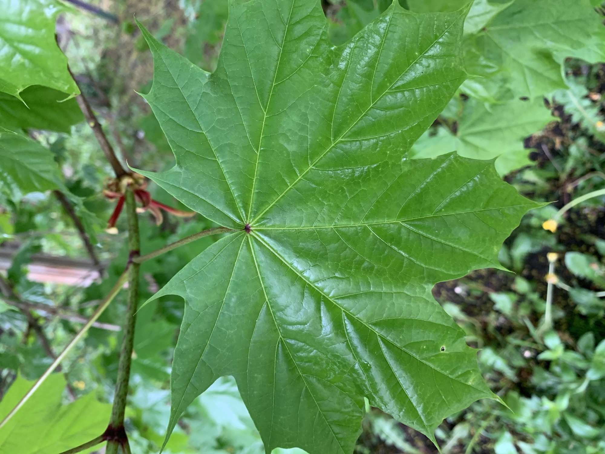 A medium close-up captures a single, bright green maple leaf, its distinct shape with five pointed lobes prominently displayed. The leaf is illuminated, showcasing its detailed vein structure and slight sheen, possibly from moisture. The leaf is connected to a dark green stem with reddish nodes, indicating its attachment to the tree. In the background, a blurred mix of green foliage and brown mulch is visible, suggesting an outdoor setting, likely a garden or wooded area. The location is Unknown, Unknown.