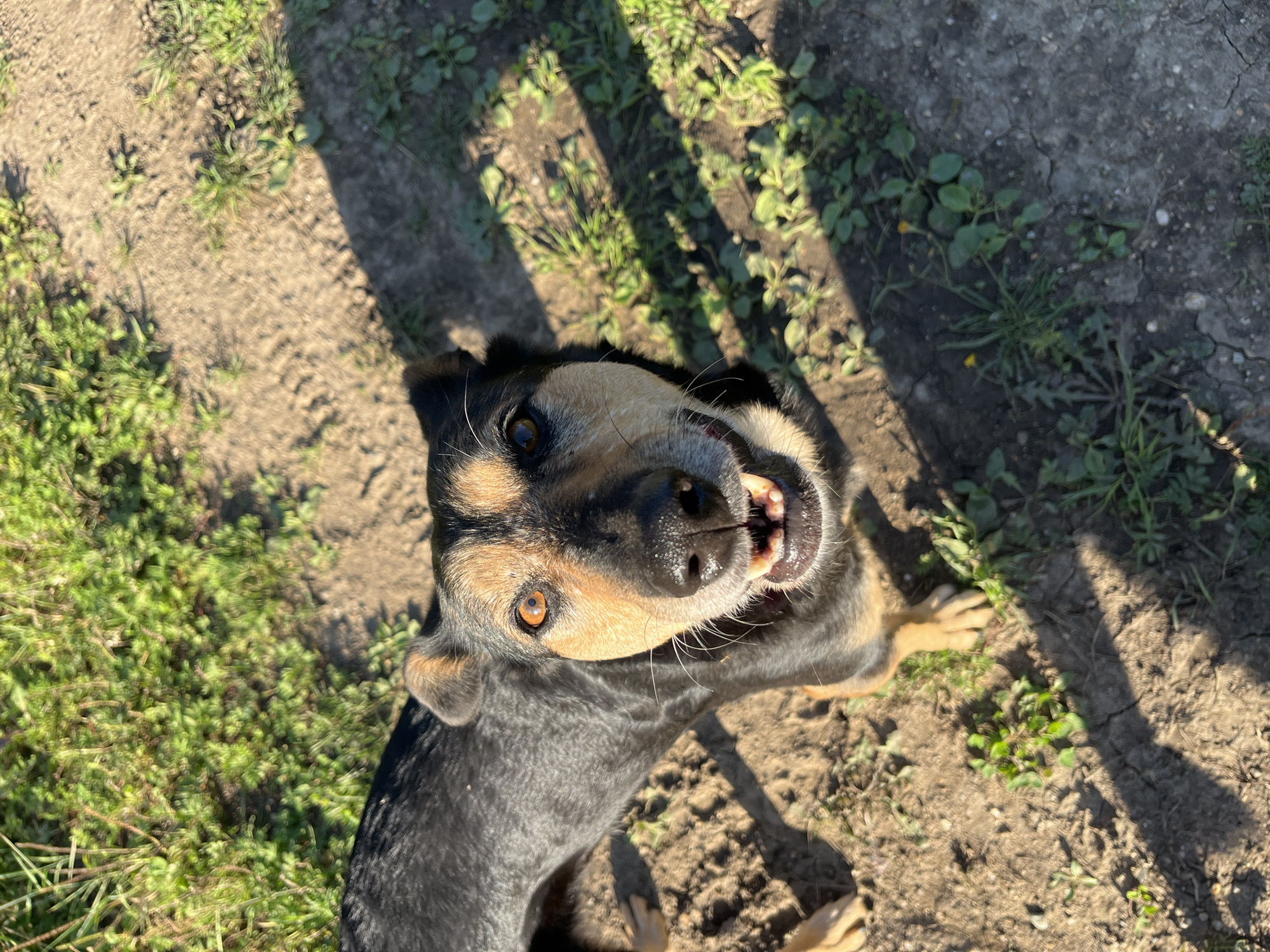 A medium-sized dog with black and tan fur stands on dry, cracked dirt with patches of green grass. The dog is facing the camera and appears to be smiling, with its mouth open and teeth visible. Sunlight casts shadows on the ground. The dog's eyes are amber, and its ears are perked. The scene is outdoors, likely in a park or backyard, with no discernible city landmarks of Nizhny Tagil visible.
