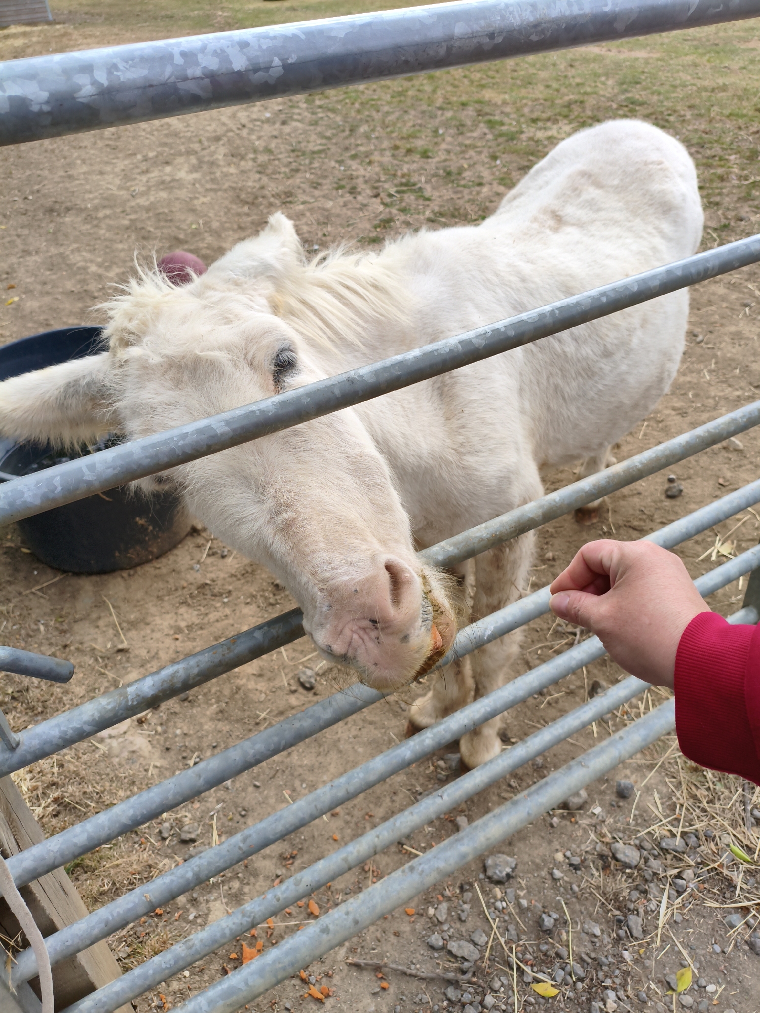 An albino miniature horse with its head lowered to a fence is being fed by a person. The horse's muzzle is near the ground, and its ears are pointed forward. The person's hand, wearing a red sleeve, is extended towards the horse, offering food. The horse is in an outdoor enclosure with a dirt ground and scattered dry grass. A black bucket is partially visible behind the horse. The scene appears to be on a farm or rural property. The location is in the city of East Lindsey, United Kingdom.