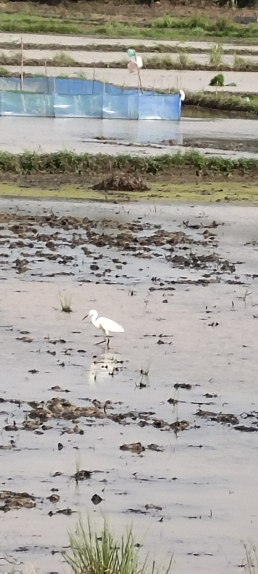 A white egret stands in a muddy rice paddy field near Aluekeujruen, Indonesia. The bird is facing left and is reflected in the shallow water. In the background, a blue net is stretched across a section of the paddy, supported by wooden poles. Further back, terraced fields with green vegetation are visible, and a faint, multi-colored object resembling a scarecrow is present. The ground is uneven and covered with mud, water, and clumps of vegetation. The sky is not visible.