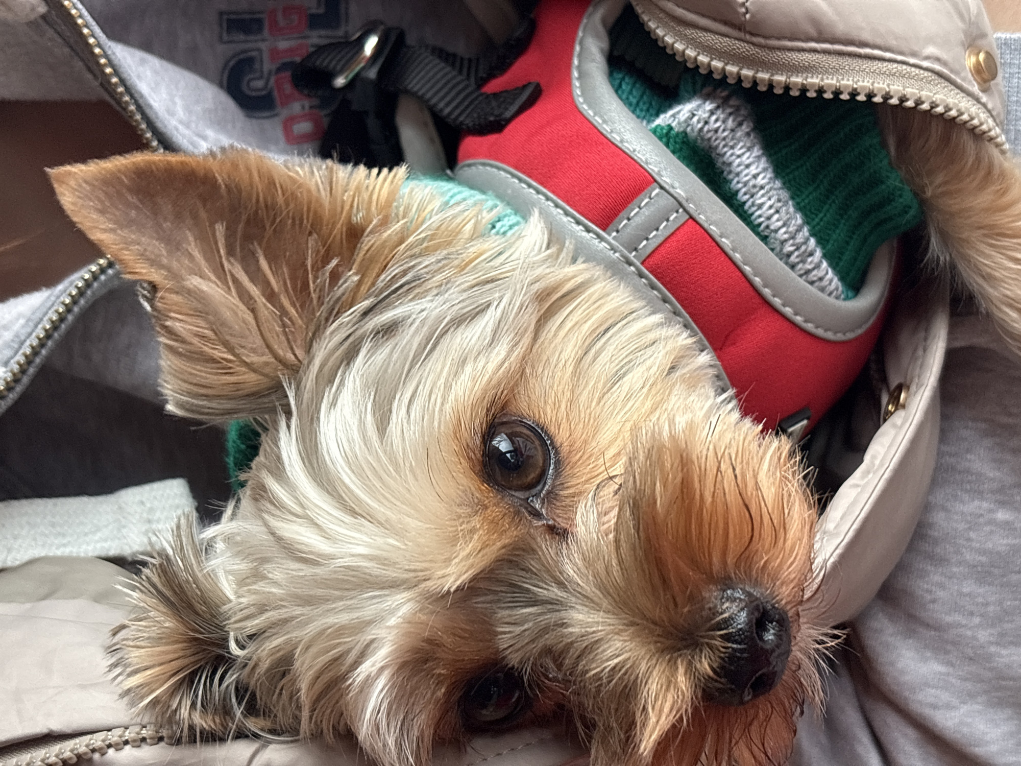 A close-up shot shows a small, furry brown and white dog nestled within a light gray or beige jacket. The dog is wearing a red harness with gray trim and a small section of green and gray striped fabric is visible near the harness. The jacket is partially zipped, and a gray hooded sweatshirt can be seen in the background. The dog's eyes are open and dark, and it appears to be looking towards the camera. The details suggest an indoor setting. There is no evidence indicating the location is Цигов чарк, Bulgaria.