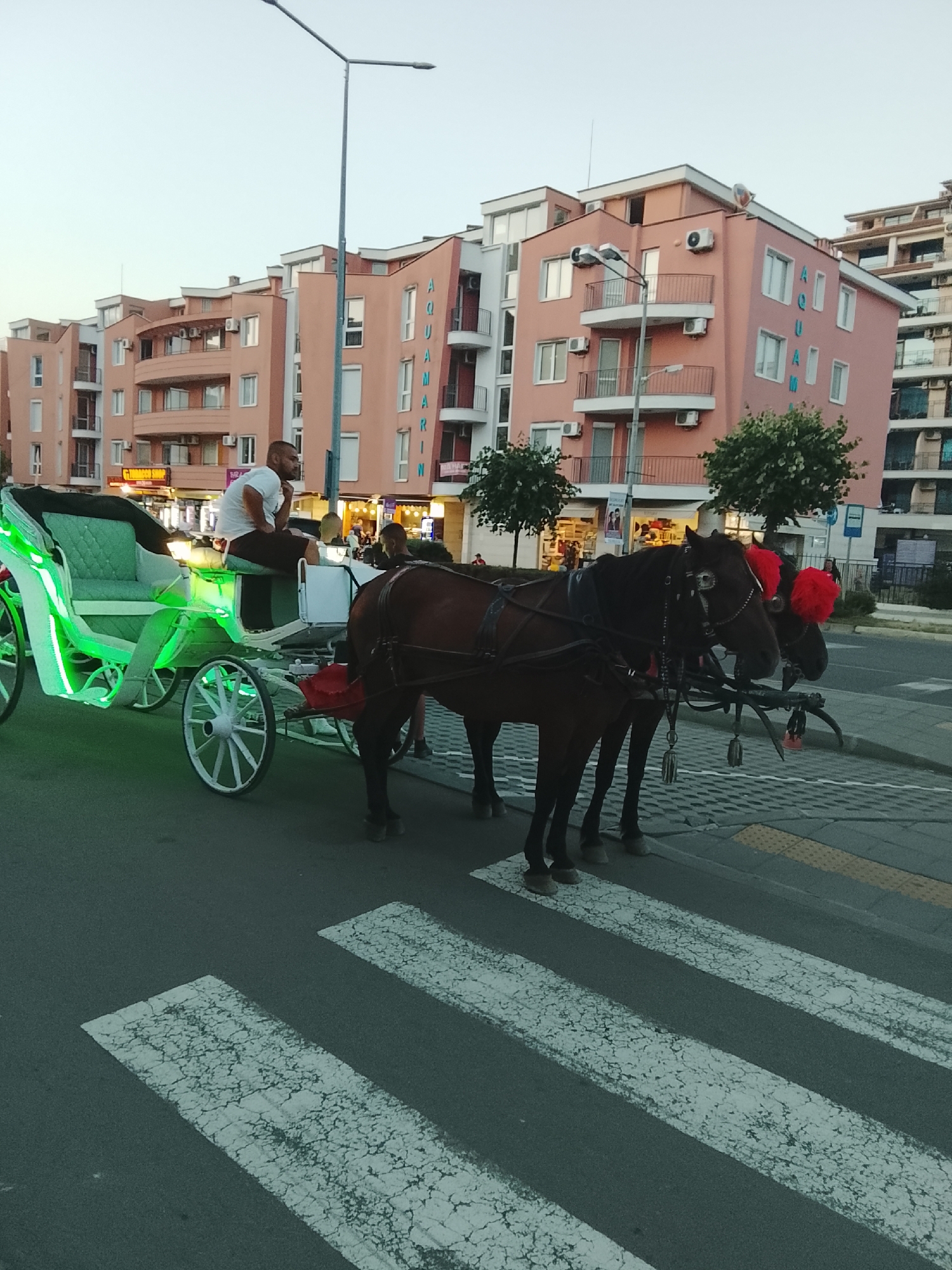 The image depicts a horse-drawn carriage with ornate white and green lighting parked on a pedestrian crossing. The carriage is pulled by two dark brown horses adorned with red decorative pom-poms on their heads. A man in a white t-shirt and dark shorts sits on the carriage driver's seat, looking to his left. The scene is set in the city of Nesebar, Bulgaria, with a backdrop of pastel-colored apartment buildings. The buildings feature multiple balconies, air conditioning units, and windows. Signs on the buildings are visible, including one with the text "AQUAMARIN". The sky is overcast, suggesting either dawn or dusk. The street is paved with cobblestones and asphalt, with a distinct pedestrian crossing marked by white stripes on the asphalt.