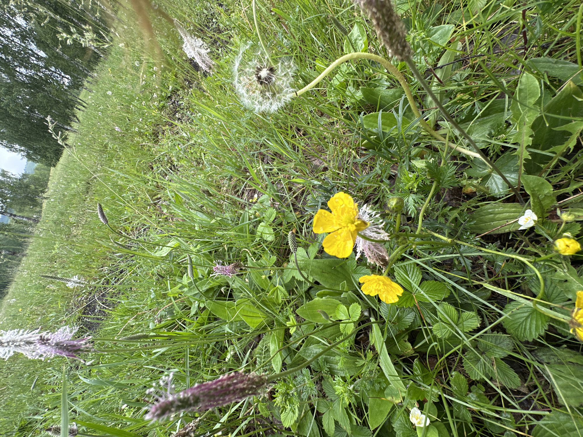 The image depicts a close-up view of a meadow with various wildflowers and grasses. In the foreground, bright yellow buttercups are prominently displayed, along with some smaller white wildflowers. To the left, a tall plant with a purplish, fuzzy flower spike stands out. A dandelion gone to seed is visible in the middle ground, its delicate white fluff dispersed. The background shows a gentle slope covered in green grass and interspersed with trees, suggesting a natural, possibly rural setting. The lighting appears to be natural daylight, with soft shadows indicating an overcast or diffused light condition. The overall impression is of a serene and wild natural environment. The scene is located in Abzakovo, Russia, a region known for its natural beauty and outdoor recreational activities.