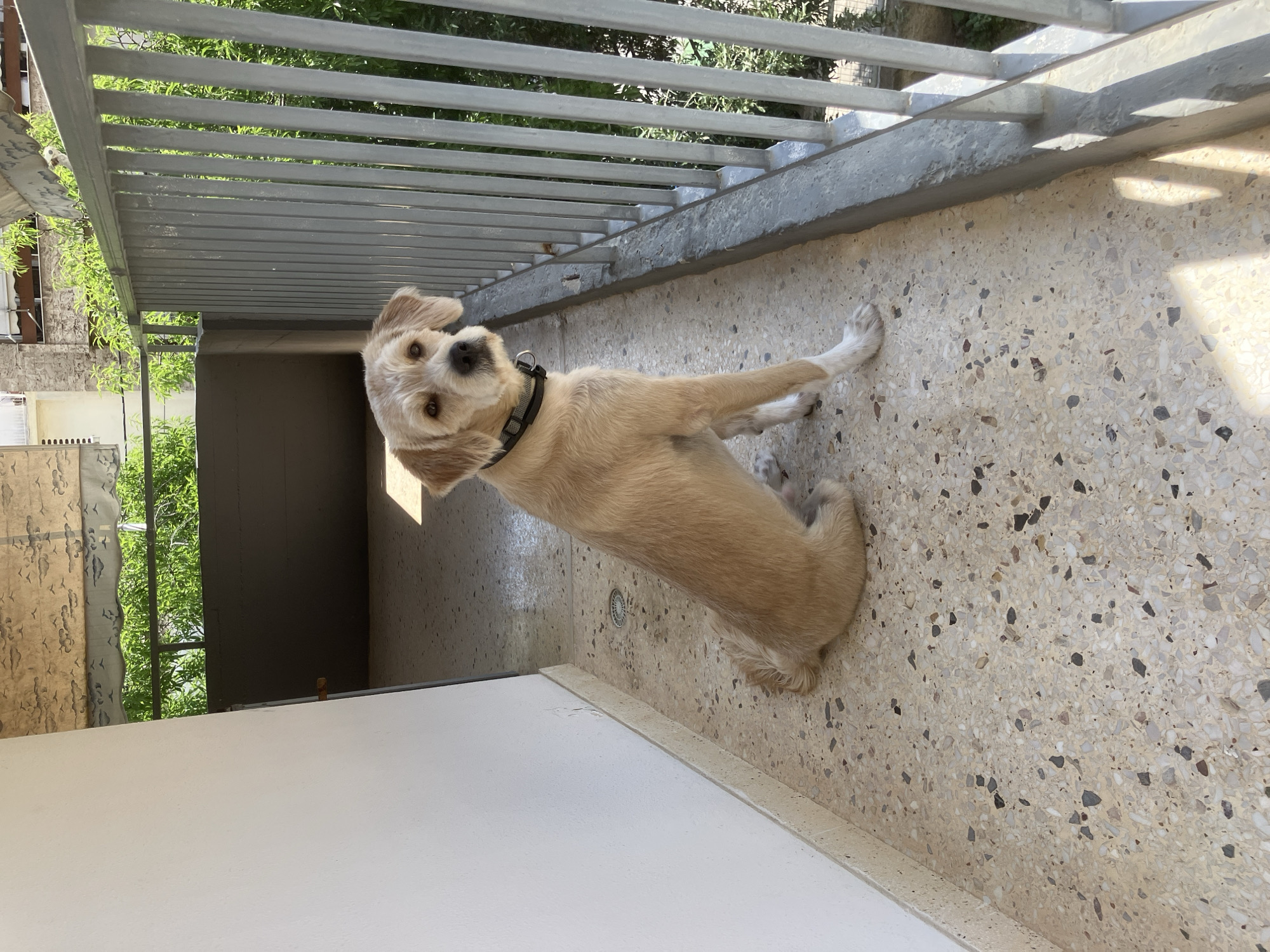 A small to medium-sized dog with light blonde or light brown fur and floppy ears is depicted on an outdoor balcony or terrace. The dog is positioned in the center-left of the frame, facing and looking directly at the camera with an alert and curious expression. It is wearing a black collar around its neck. The dog appears to be sitting or poised, with one front paw slightly raised.
The floor is made of a light-colored, speckled material, resembling terrazzo, with various shades of grey, brown, and black aggregate chips. To the right of the dog and extending into the background is a grey metal railing composed of horizontal bars. Beyond the railing, vibrant green foliage from trees and glimpses of distant, light-colored residential buildings are visible. On the far left of the frame, a plain white wall is present. A small, circular metal drainage grate is embedded in the floor to the right of the dog's hindquarters.
The scene is brightly lit by natural sunlight, casting distinct shadows from the railing onto the floor, indicating a clear, sunny day, likely midday or early afternoon. There is no visible text in the image.