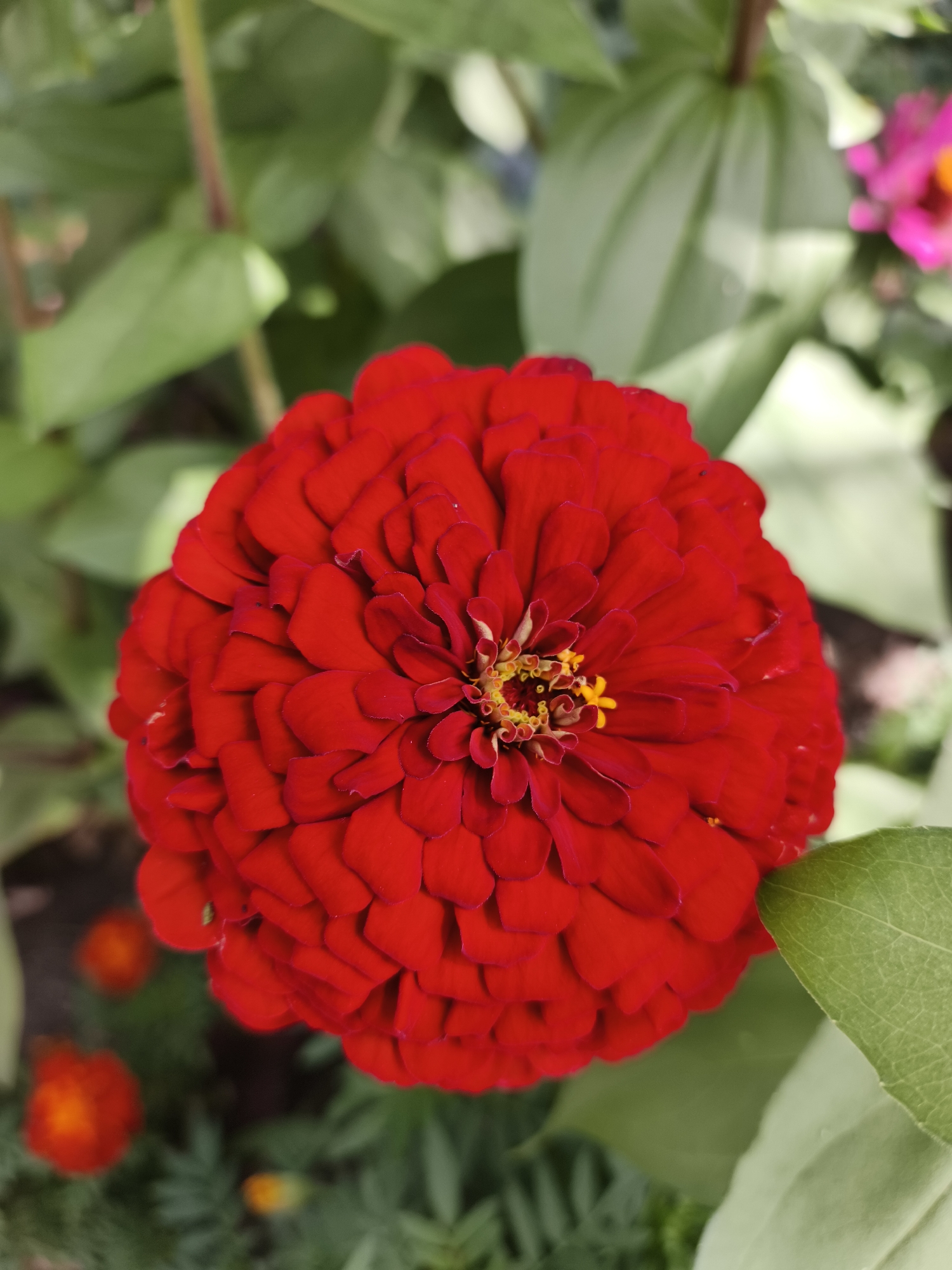 A close-up, eye-level shot captures a vibrant red zinnia flower in full bloom, occupying the majority of the frame. The flower's petals are densely layered and slightly ruffled, creating a textured, almost pom-pom-like appearance. At the center of the flower, a cluster of yellow stamens is visible. The background is softly blurred, revealing lush green foliage and hints of other flowers, including a bright pink bloom to the upper right and smaller orange flowers in the lower left. The lighting is natural and appears to be daylight, casting gentle shadows and highlighting the rich color of the zinnia. The setting is outdoors, likely a garden, given the presence of multiple plants and flowers. The image was taken in Katun', Russia, suggesting a natural, possibly rural or suburban environment. No people or specific actions are depicted.