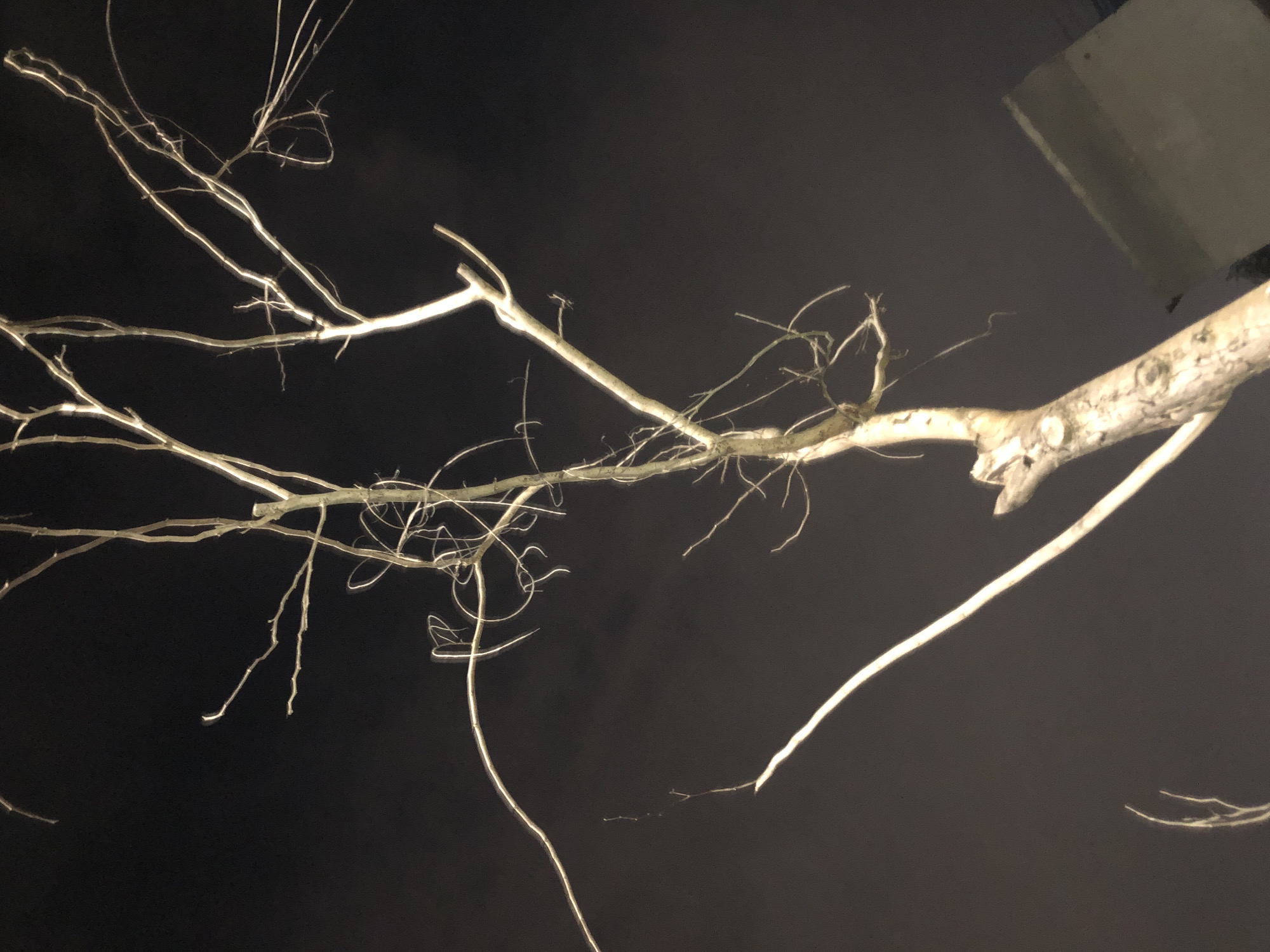A horizontal tree branch is the primary subject, set against a dark background. The branch extends from the upper right to the lower left, with smaller, thin branches branching off. Some of the branches appear to be dead or bare. The lighting is uneven, highlighting the branch and some of the thinner branches. There is a light source in the upper right corner that is out of focus, possibly a building or lamp. The location in the city of Đà Nẵng, Vietnam is unknown. There are no people present.