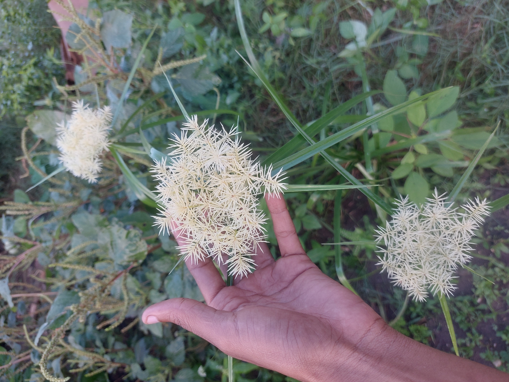 The image displays a close-up view of a human hand beneath a cluster of distinctive white inflorescences in an outdoor, verdant setting, likely in Dar es-Salaam, Tanzania. The hand, with medium-brown skin, is open and gently cupped, palm facing upwards, providing a sense of scale for the botanical subject.
Three prominent clusters of the star-like, spiky white inflorescences are visible. One is centered above the hand, another is towards the lower right, and a third, slightly blurred, appears in the upper left background. Each cluster is densely packed with numerous small, radiating, pale cream or white florets or bracts, giving them a delicate yet intricate, almost architectural form.
The background consists of abundant green foliage, indicating a natural environment such as a garden or uncultivated area. Thin, grass-like leaves with sharp tips are noticeable around the floral clusters, along with broader leaves from other unseen plants, some slightly out of focus. The scene is bathed in bright, natural daylight, suggesting it was captured during the day, with soft, diffused lighting and no harsh shadows. There is no visible text in the image, and the overall impression is one of calm observation of nature.