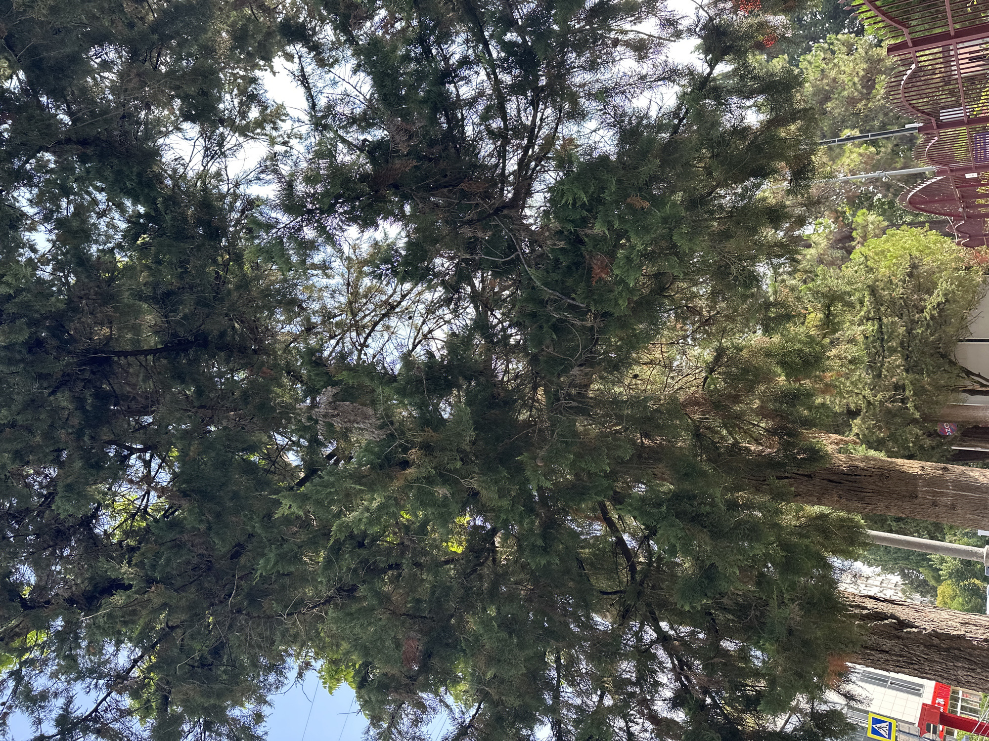 The image depicts a view looking up through the dense, green foliage of a large coniferous tree. The branches are heavy with needles, and some lighter, dry branches are also visible, suggesting a natural or somewhat unkempt appearance. Sunlight filters through the leaves, creating dappled lighting.
In the background, hints of an urban environment can be seen. To the left, a building with a light-colored facade and windows is partially obscured by the tree. A yellow traffic sign with a blue pedestrian symbol is visible on a pole near the building. Further back, a row of other trees and greenery is present. A decorative, dark red metal fence runs along the right side of the image, partially cutting through the lower frame. The fence has an arched design. A streetlamp or utility pole is also visible in the mid-ground. The sky above is a clear blue.
The overall impression is a street scene in an urban area, likely Sochi, Russia, where nature, represented by the prominent tree, coexists with man-made structures.