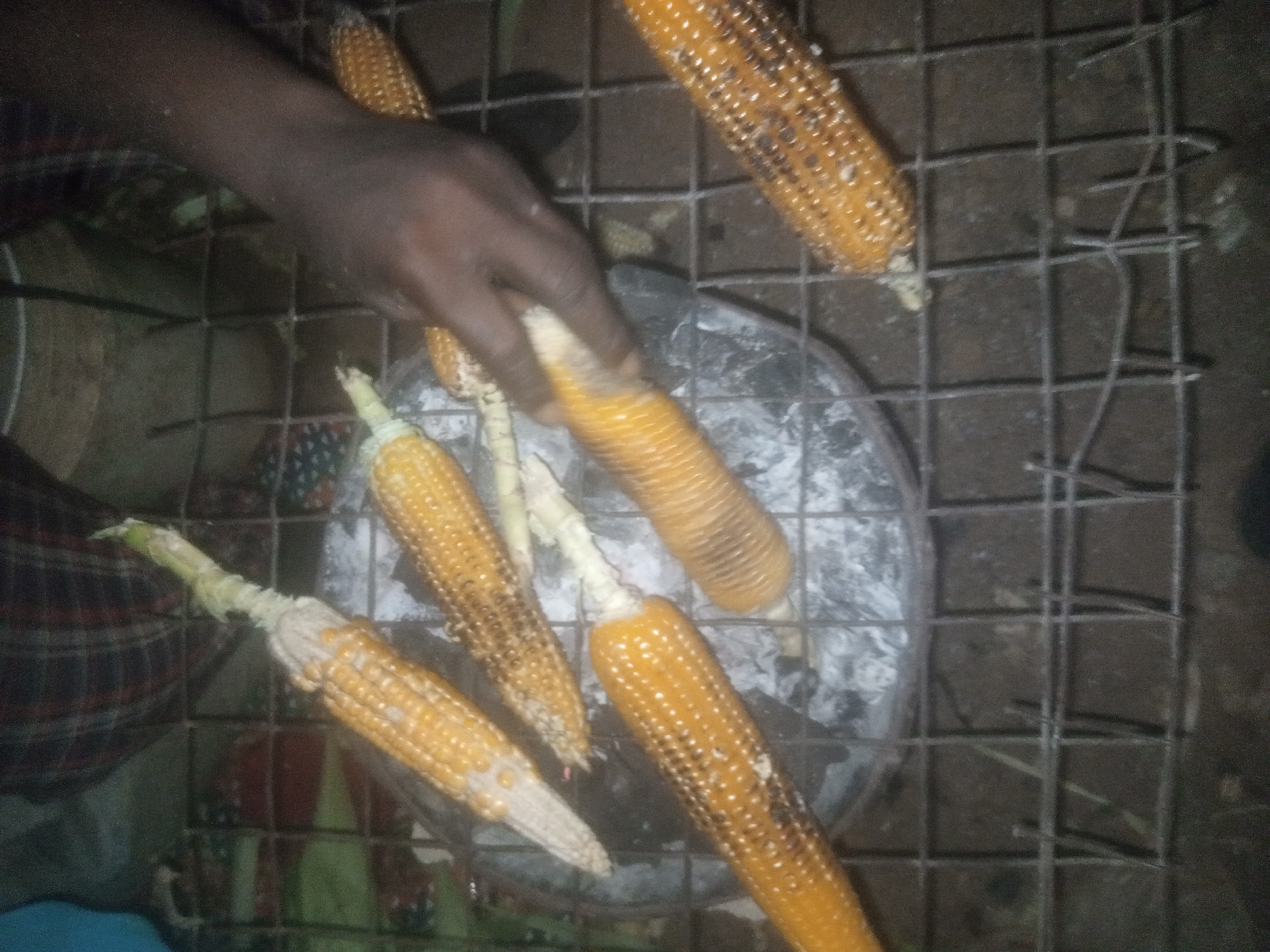 In Tundun Wada South, Nigeria, a person's dark-skinned hand is seen over a metal grill, preparing to roast several cobs of corn. The corn is yellow with some charred kernels, indicating it's being cooked. The grilling surface is placed over a dark, possibly metallic basin, suggesting an outdoor cooking setup. The background is dark and out of focus, with hints of red and green fabric, and possibly some dry grass or debris on the ground. The scene depicts a common method of preparing roasted corn in a residential or informal market setting.