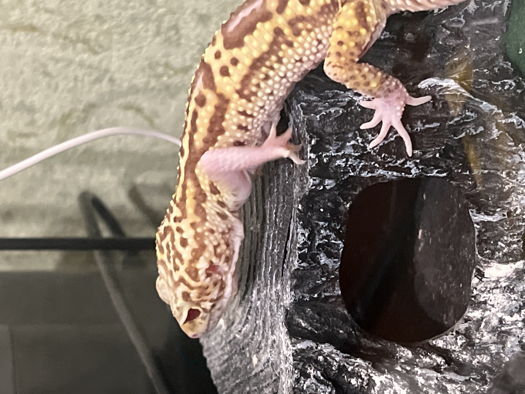 A leopard gecko is perched on a grey rock-like structure, with one front paw gripping the rock and the other dangling. The gecko's body is patterned with brown spots and stripes on a tan/yellow background. The rock structure has a dark, round hole. A blurry green background is visible behind the rock. Parts of a black object and a white wire are also visible in the background. The image was taken indoors, with artificial lighting. The image does not contain information about the location of Mendeleyevsk, Russia.