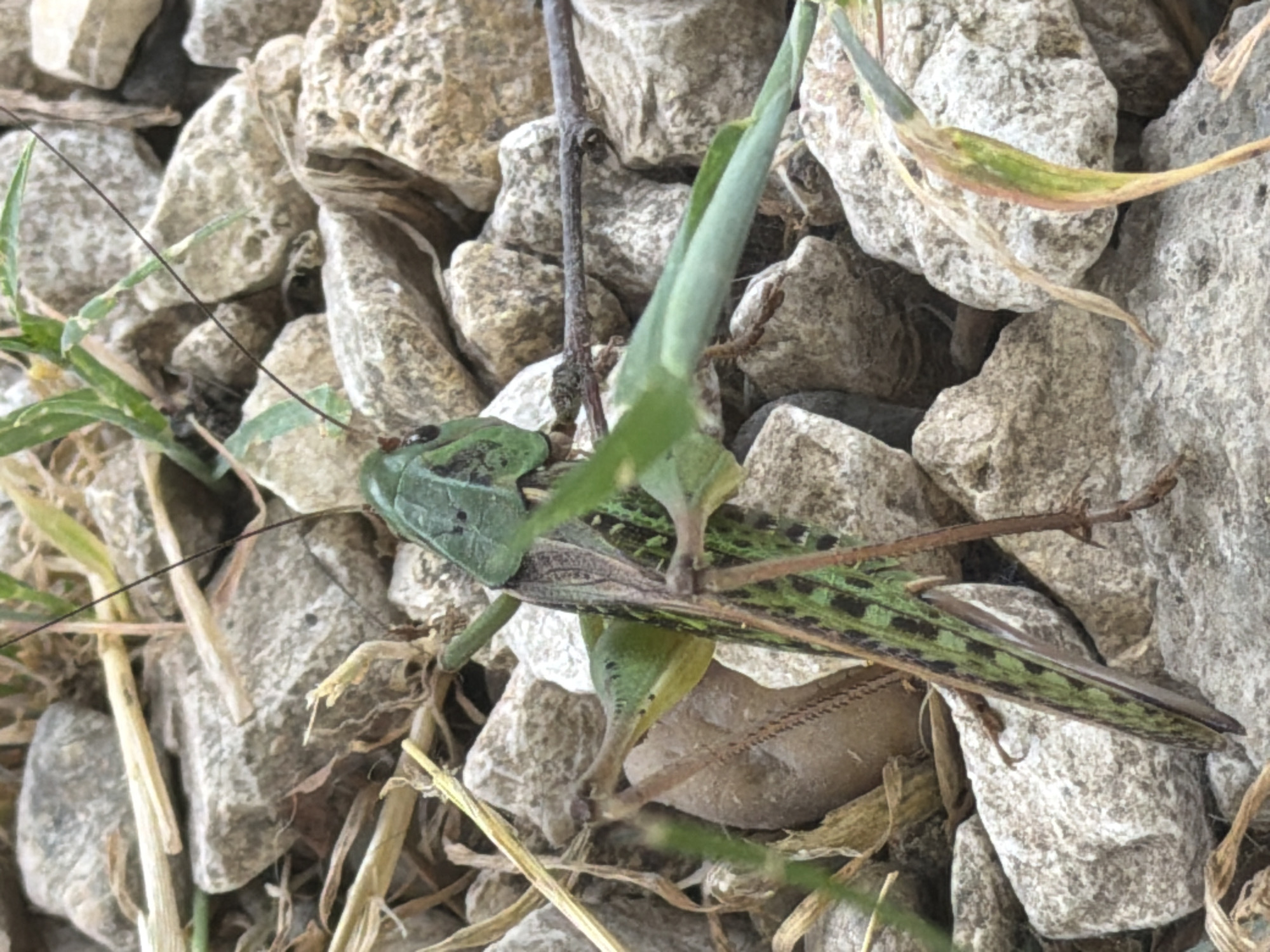 A green grasshopper is shown in close-up, with its body angled towards the left. The grasshopper is positioned on a bed of light-colored, rough rocks, interspersed with dried grass and some green plant stems. The grasshopper's head is green and pointed, with prominent eyes and long antennae extending upwards. Its body is elongated and primarily green with black markings along its back. Several of its legs are visible, gripping the rocky surface. The background consists of more of the same rocks and dried vegetation. The image was taken in Dolno Ablanovo, Bulgaria.